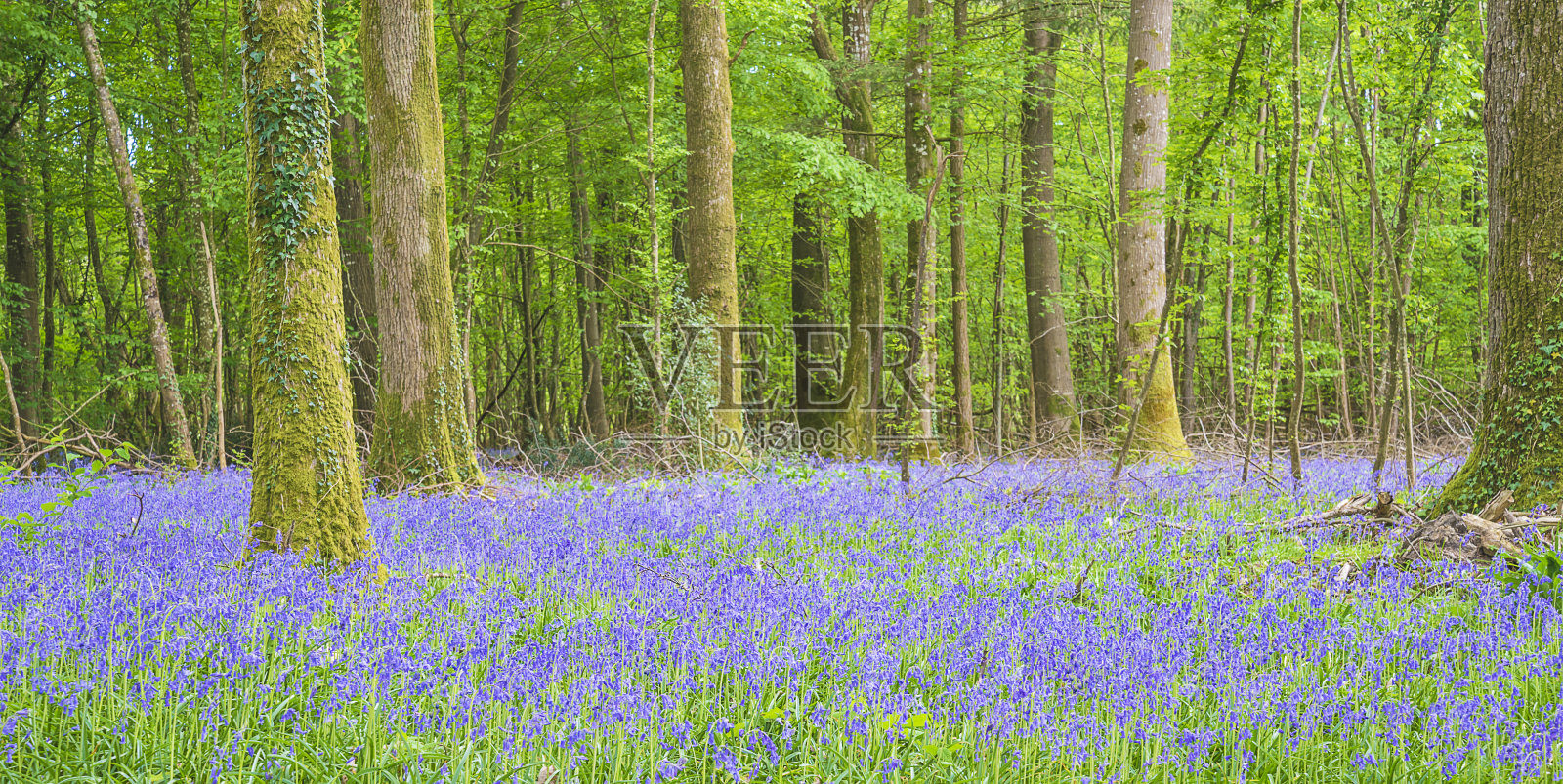 美丽的春天风景与野生盛开的蓝色风信子花照片摄影图片