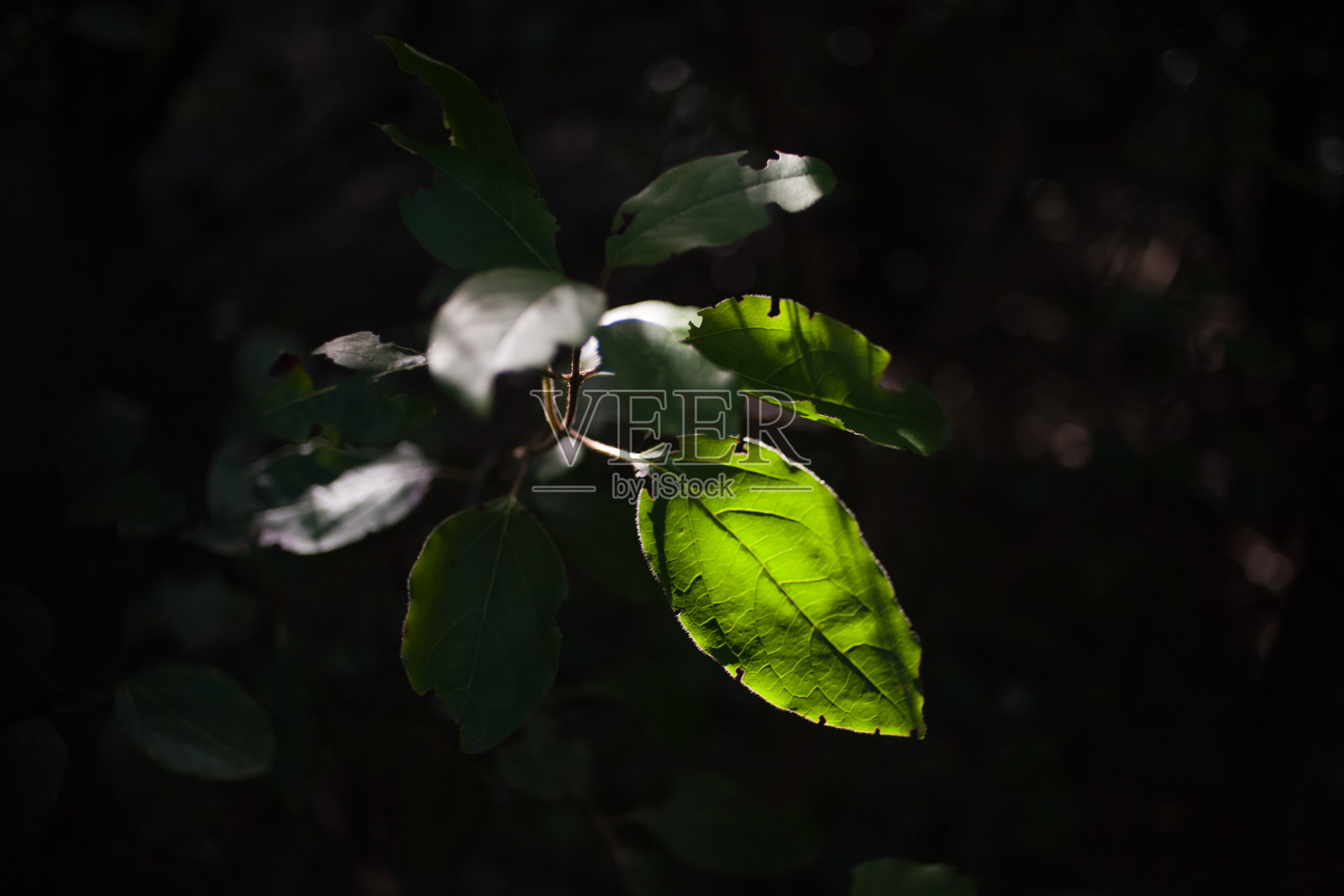 树枝照片摄影图片