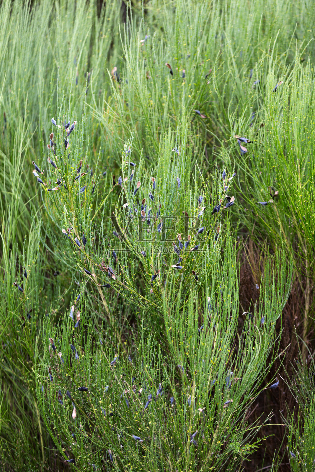 马德拉岛山上的热带森林。葡萄牙照片摄影图片