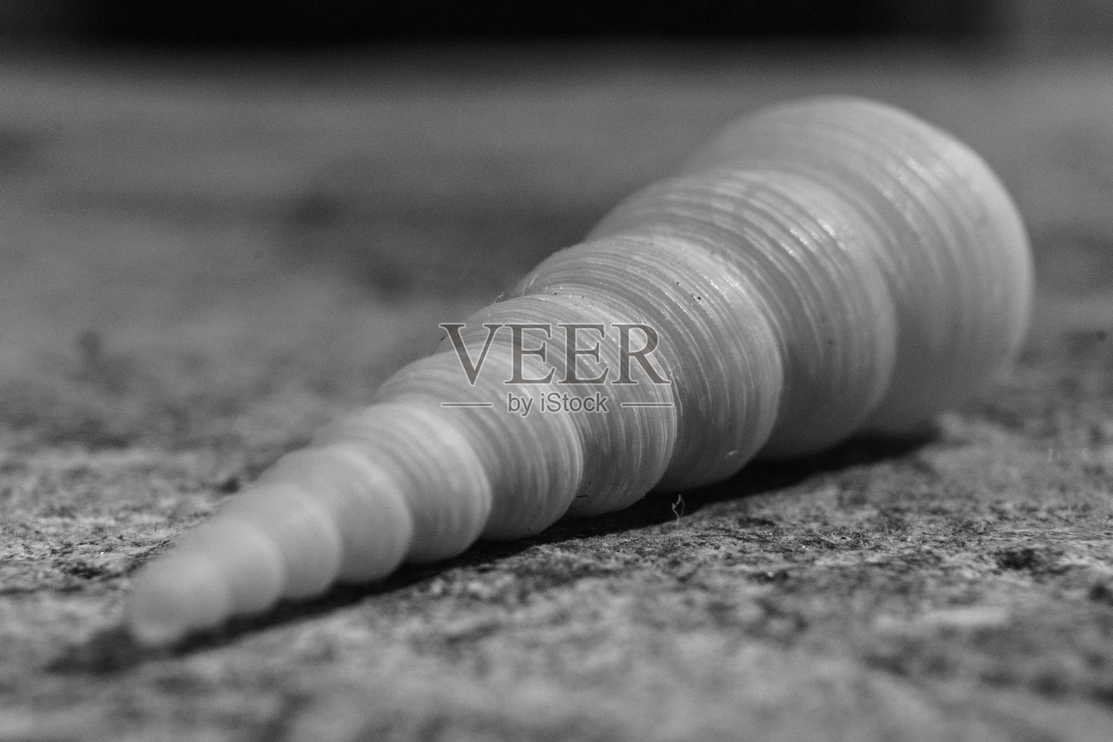 黑色和白色的螺旋状和锥形海贝照片摄影图片