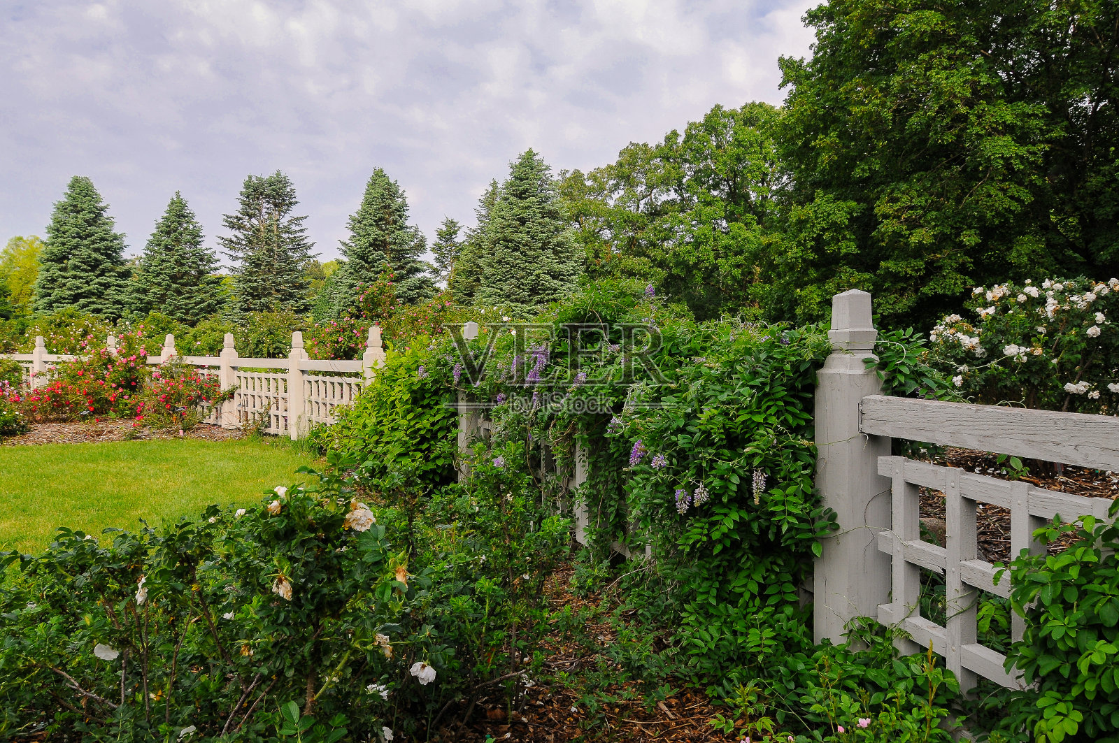 后院的栅栏绿色开花植物照片摄影图片