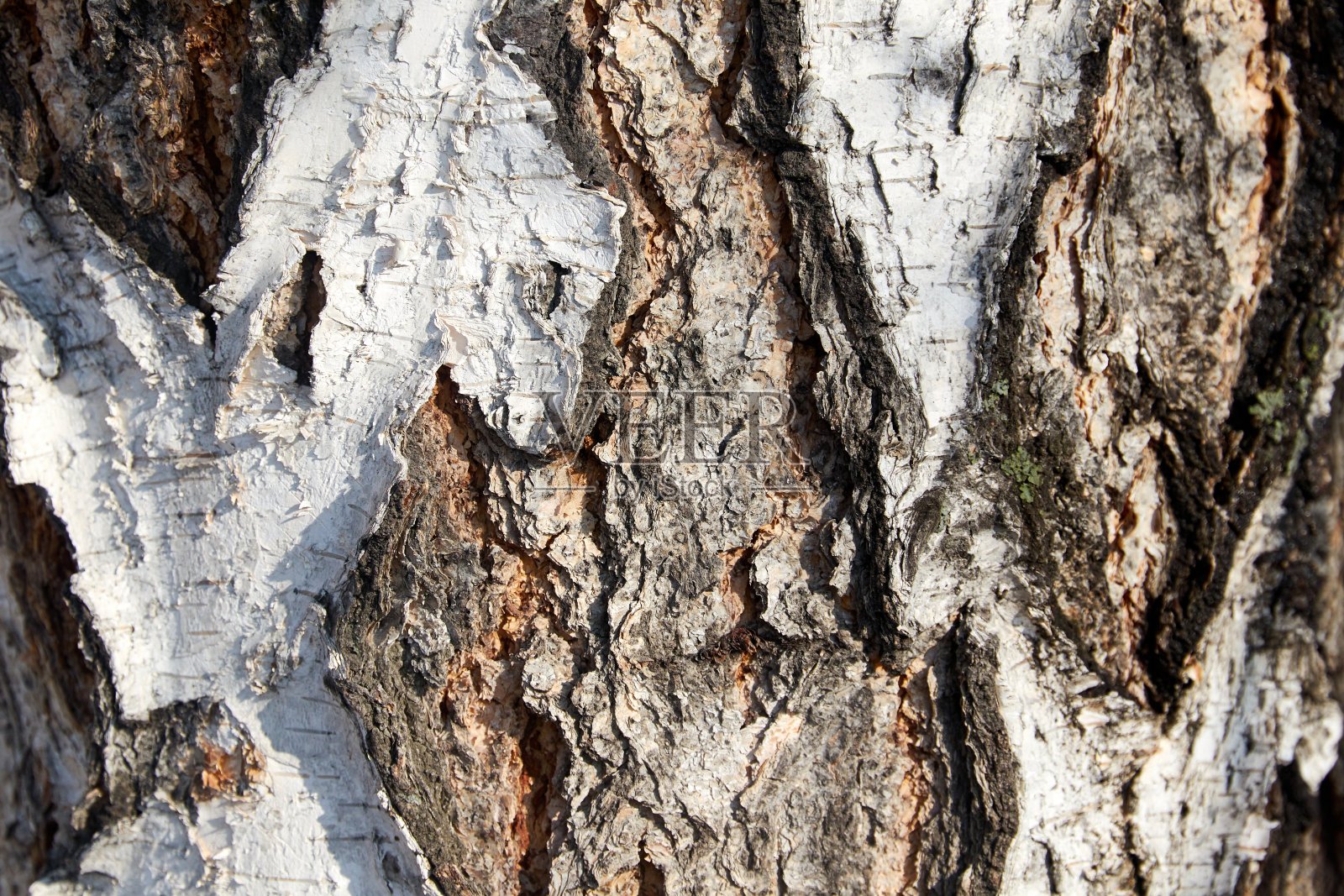 近距离的桦树树干树皮碎片照片摄影图片