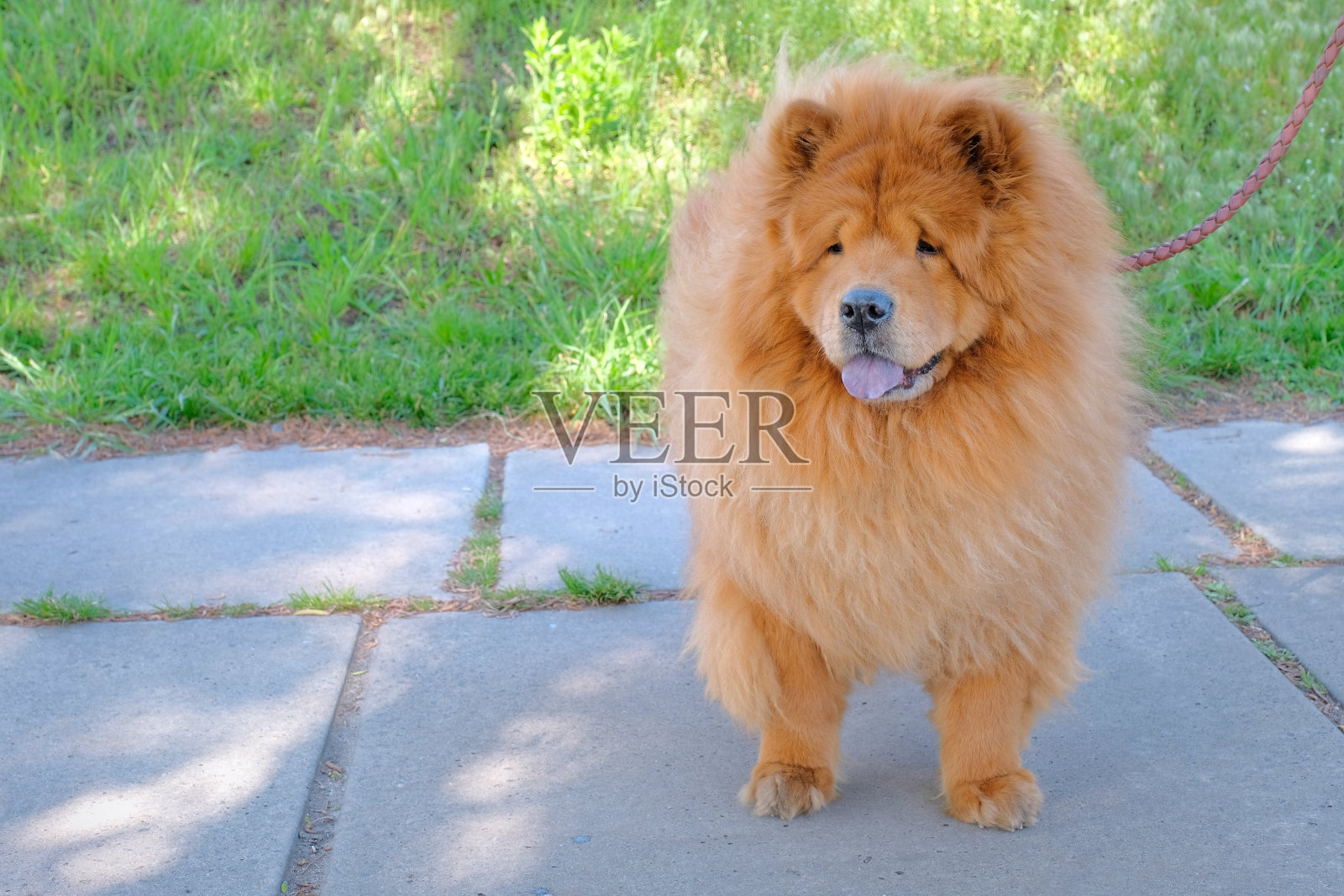 在一个阳光明媚的日子里,在公园里散步的红发狗。宠物照片摄影图片