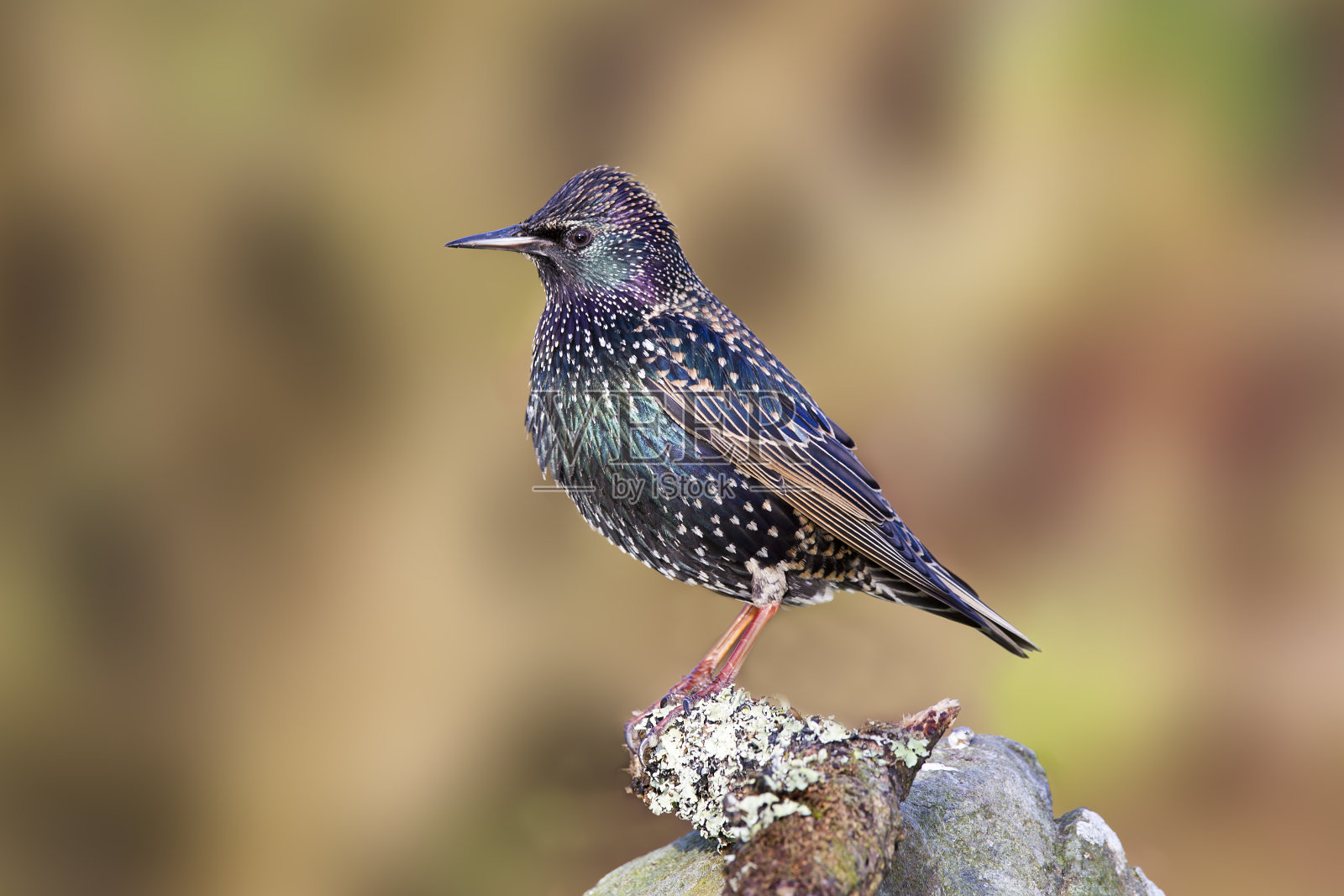 燕八哥的栖息地照片摄影图片