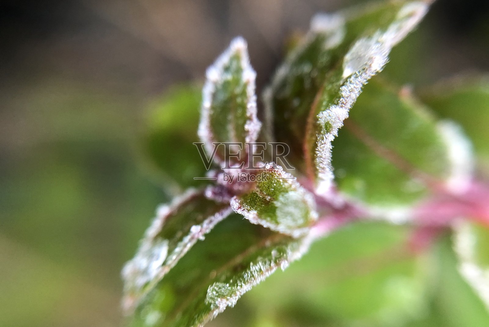 冬天,阿姆斯特丹一棵冰冻植物上的冰露照片摄影图片