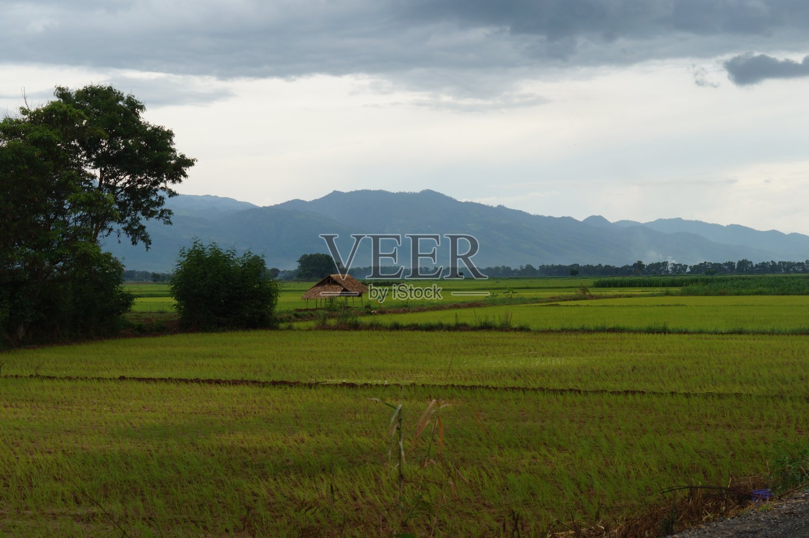 缅甸茵莱湖的稻田照片摄影图片