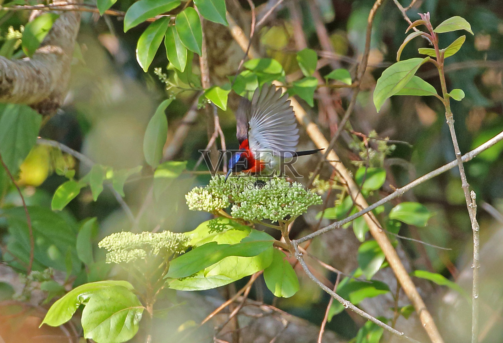 包括黑太阳鸟照片摄影图片