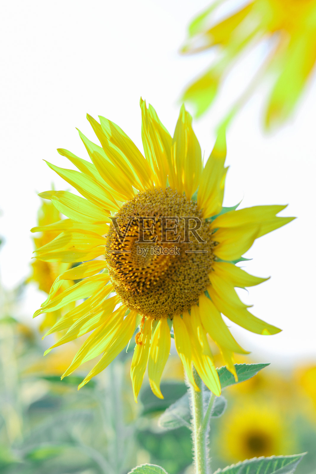 这是向日葵的特写。照片摄影图片