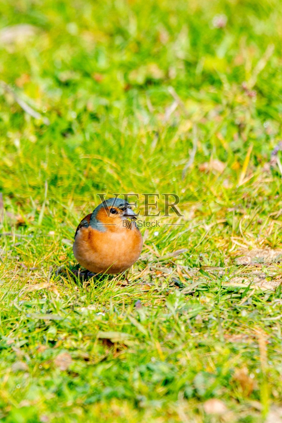 草地上苍头燕雀的肖像照片摄影图片