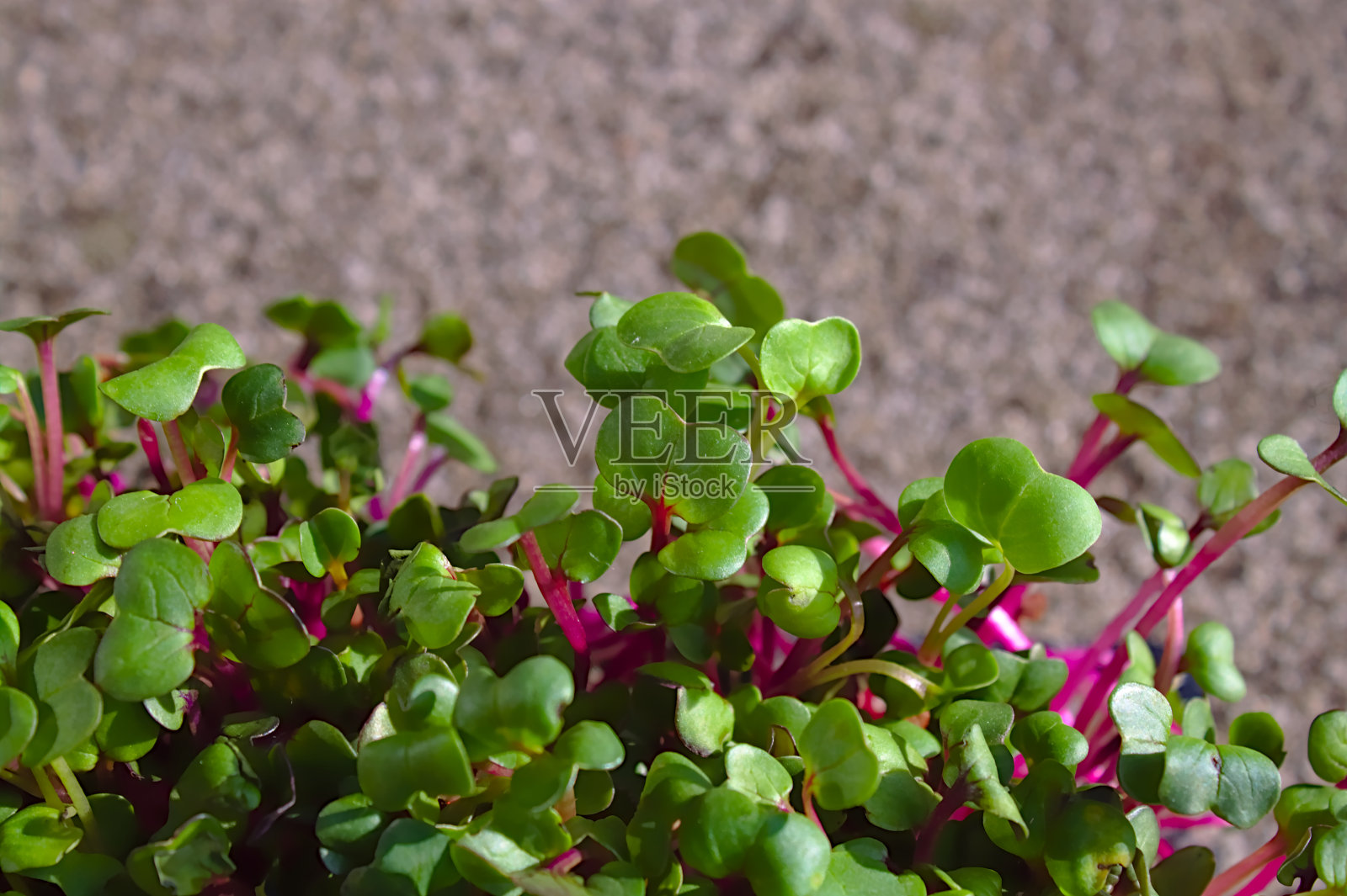 花园里的健康水芹照片摄影图片
