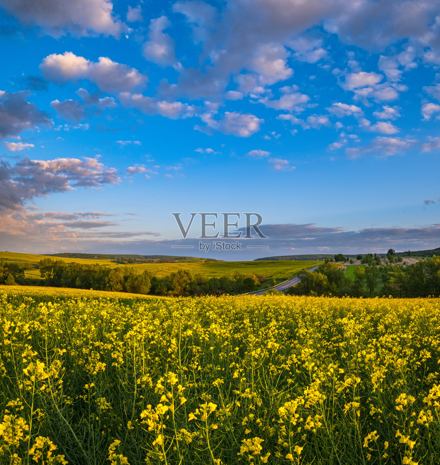 春日黄昏油菜籽黄开花的田野景色,傍晚阳光下蓝天白云。照片摄影图片