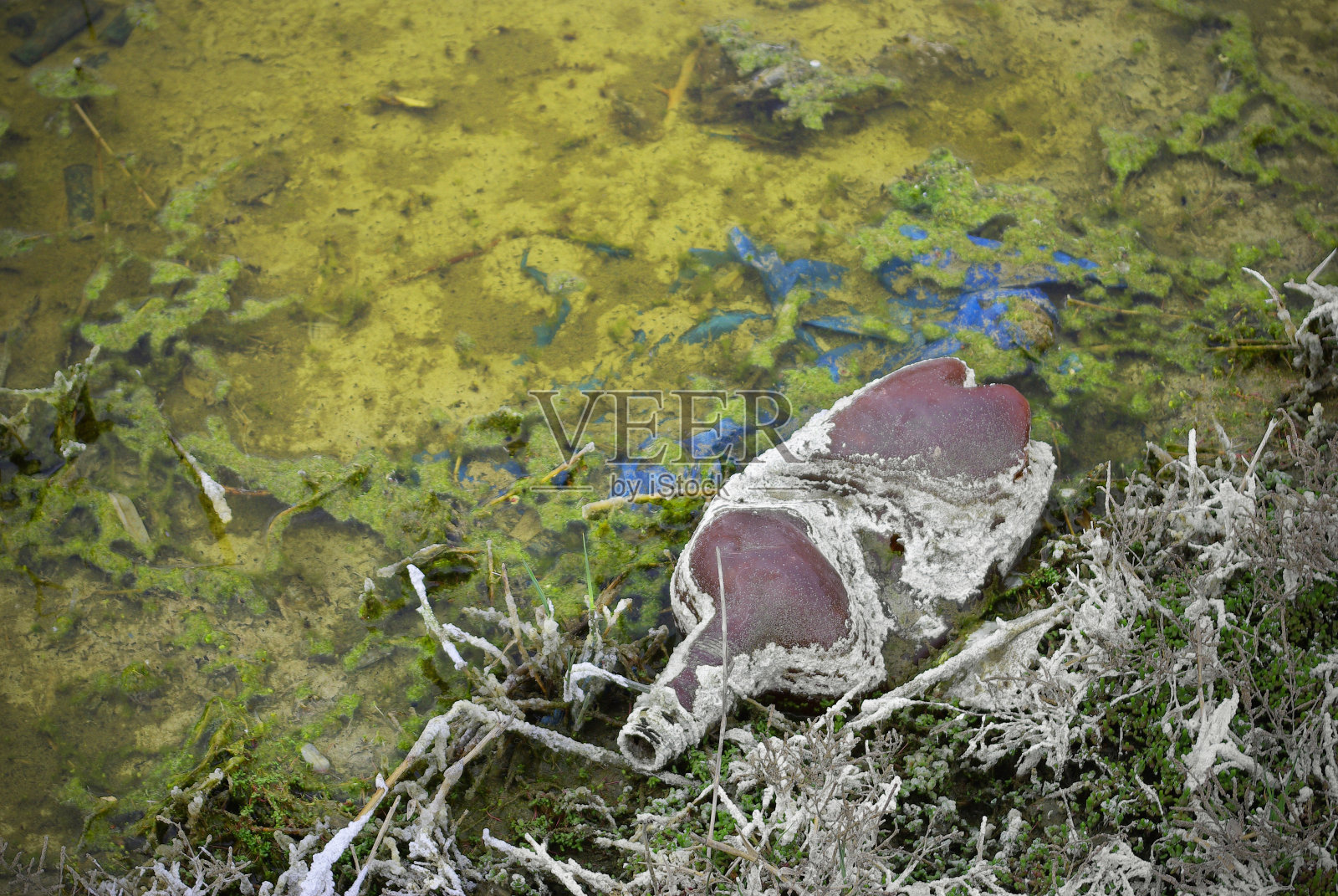 被污染地区的长满青苔和垃圾的水坑。照片摄影图片