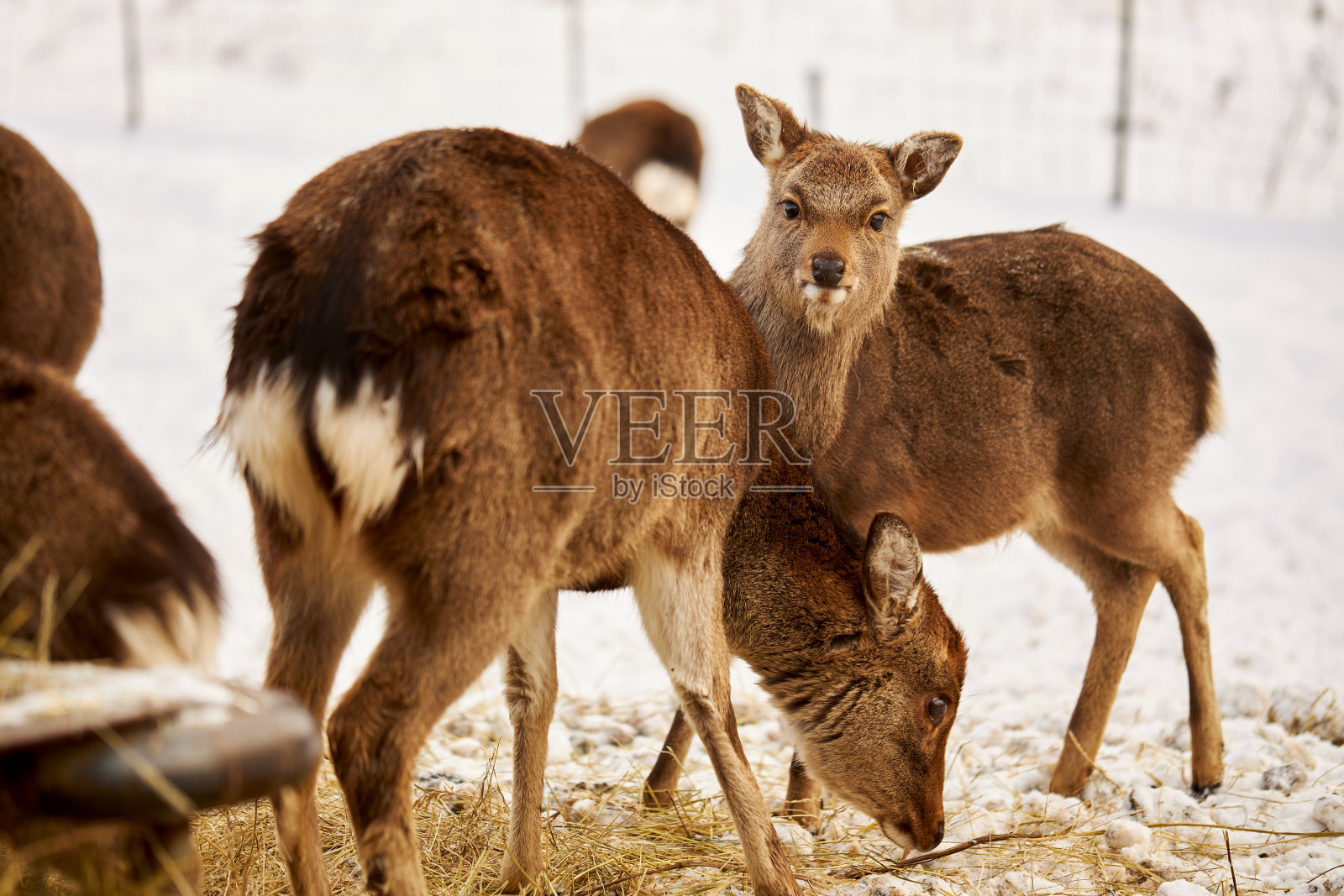 白天在德国雪景拍摄的鹿和梅花鹿照片摄影图片