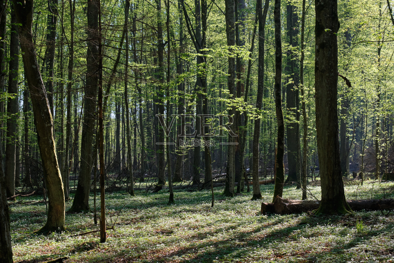 角木为春季落叶林照片摄影图片