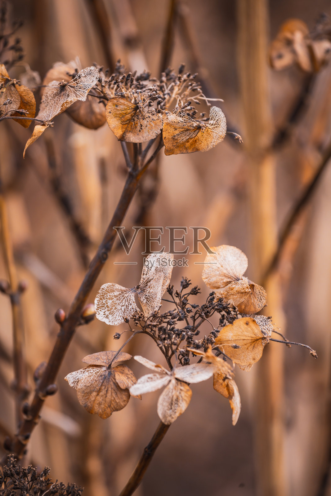 花园里的干花照片摄影图片