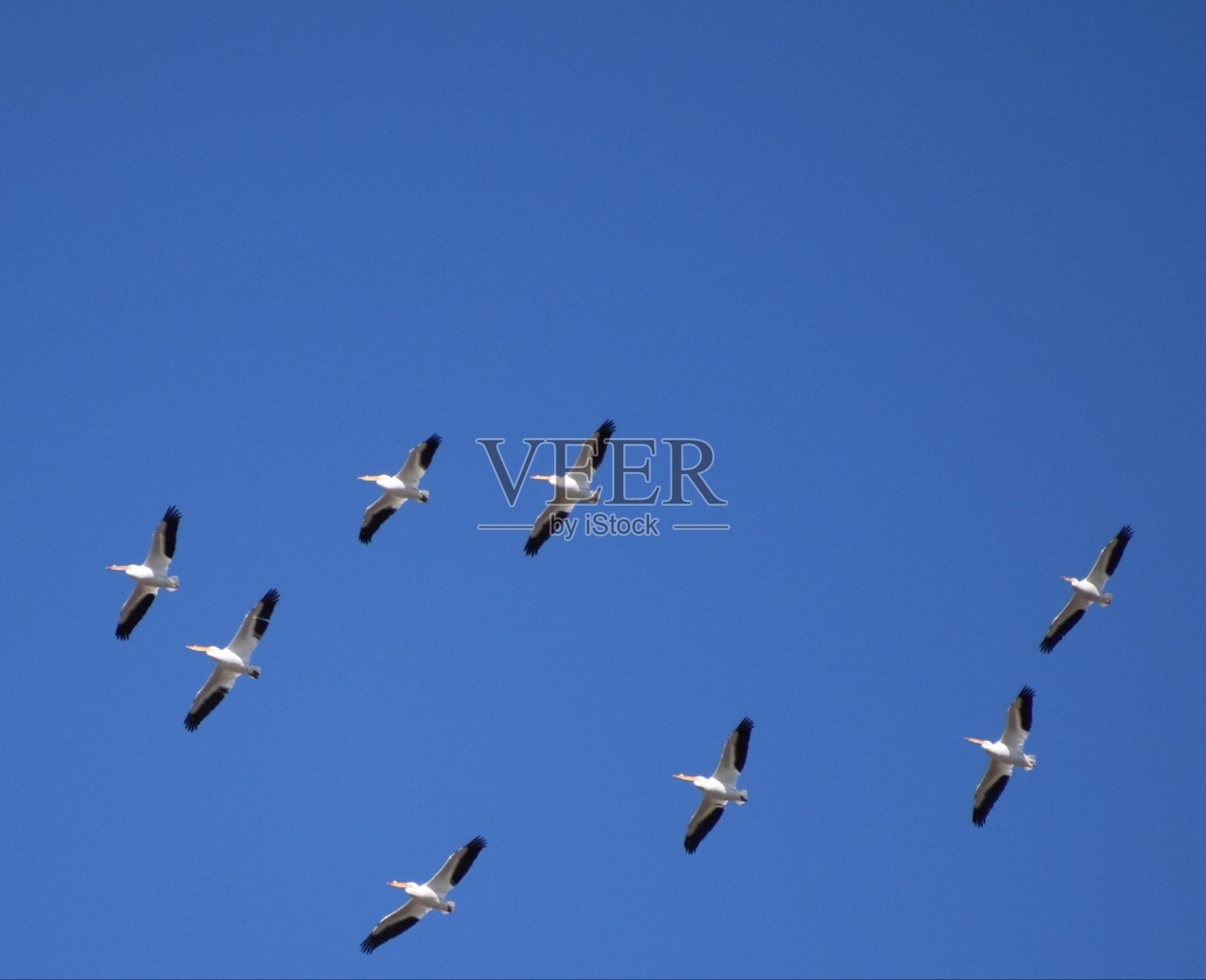 白鹈鹕在春天迁徙穿过密西西比河河谷照片摄影图片