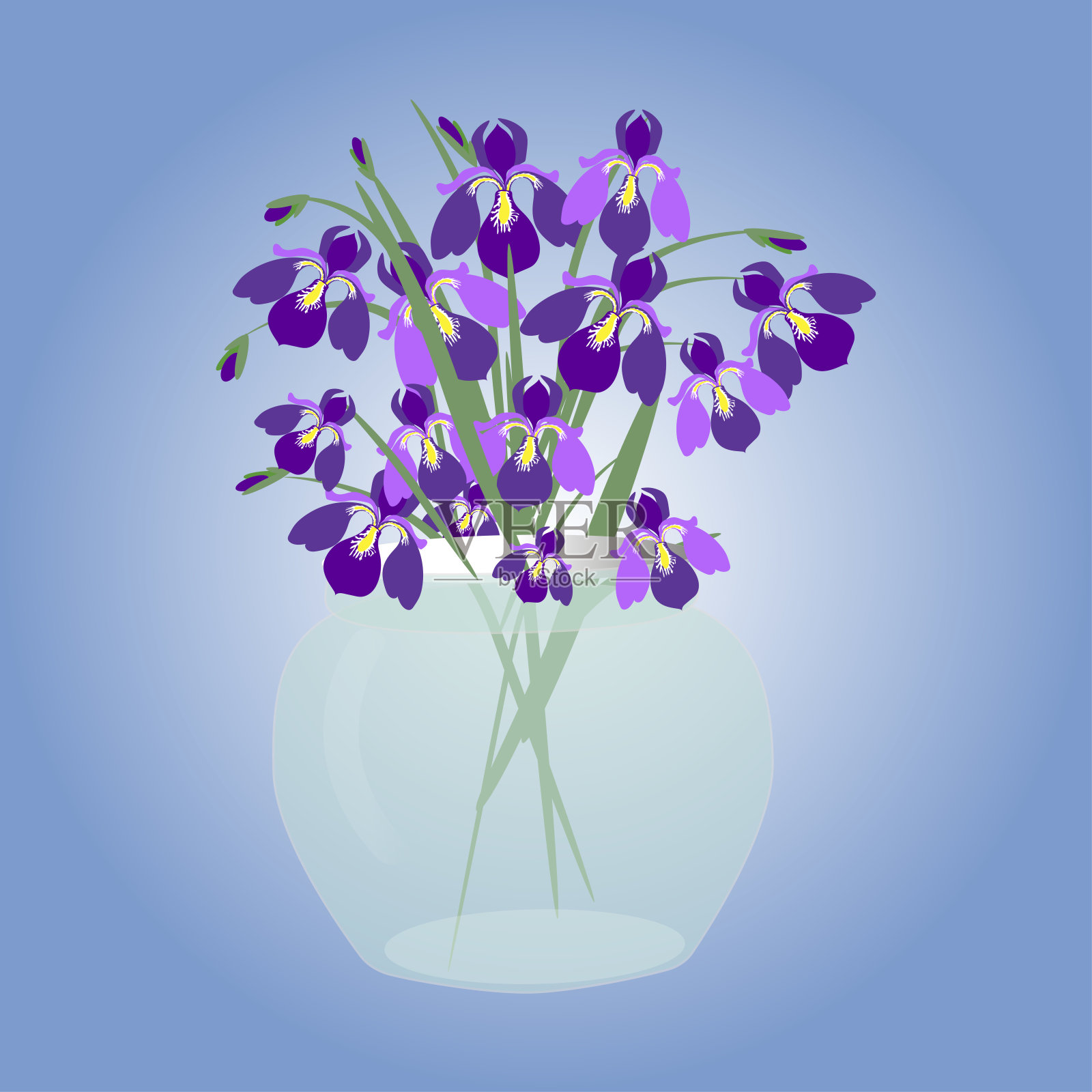 蓝色背景的圆形玻璃花瓶里放着一束春天的紫色鸢尾花。礼物,节日贺卡插画图片素材