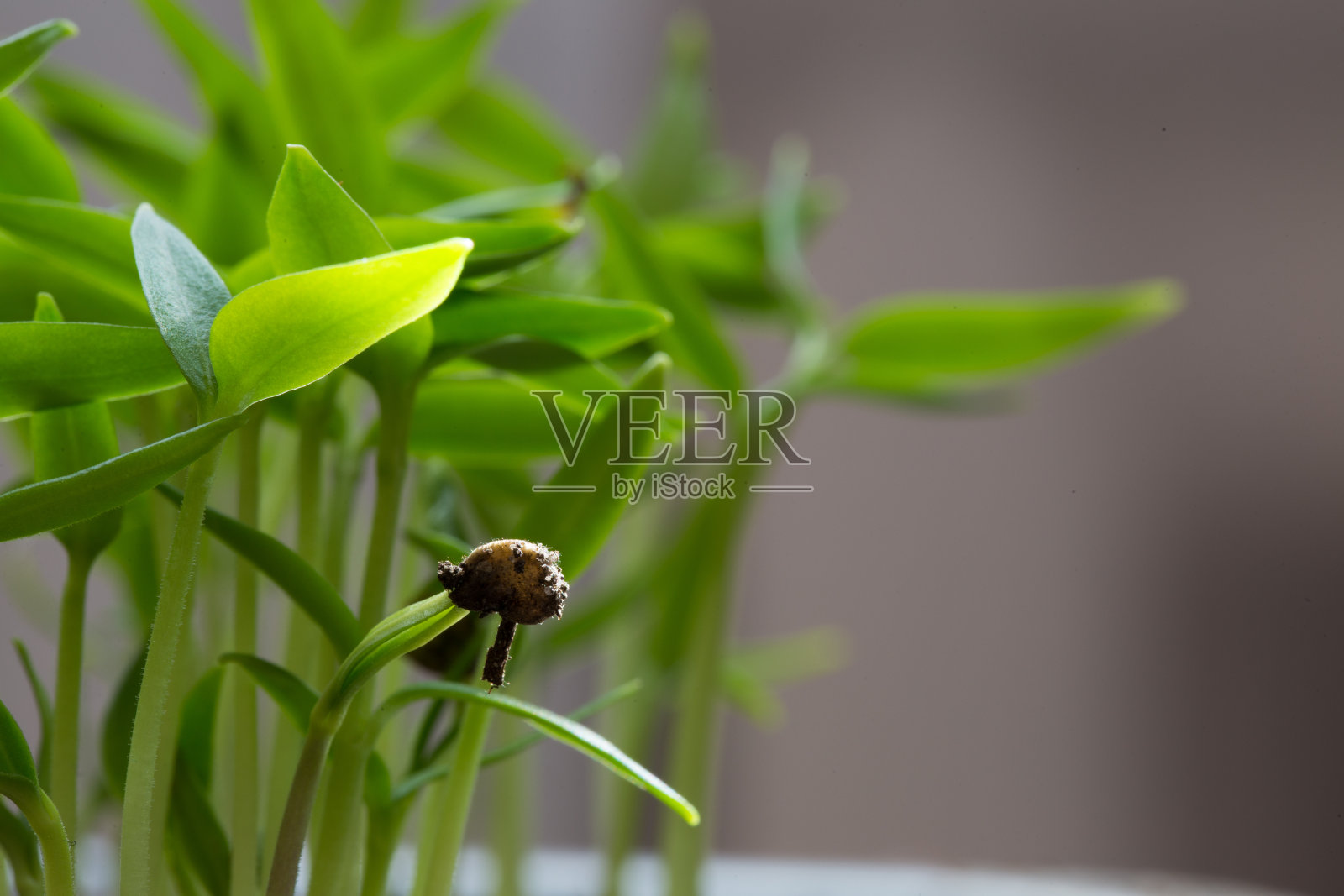 在栽培盘中生长的小莴苣苗照片摄影图片