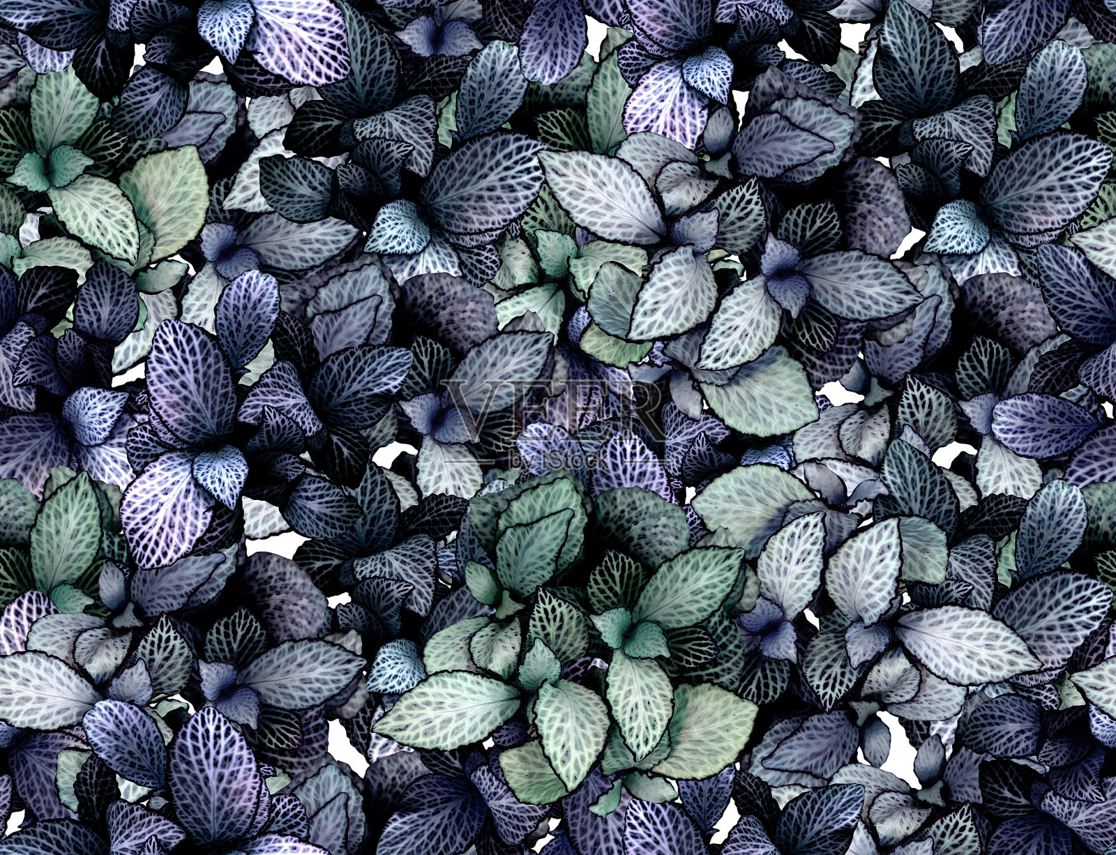 热带植物的美丽叶子的时尚纹理和不寻常的颜色。插画图片素材