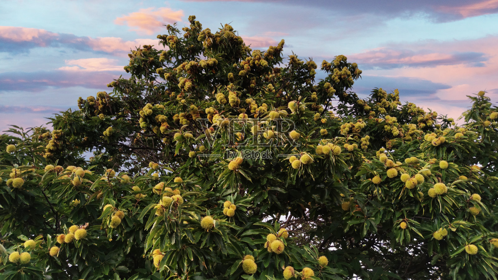 秋天是栗子采摘的季节。Mullion Creek,新南威尔士州,澳大利亚照片摄影图片