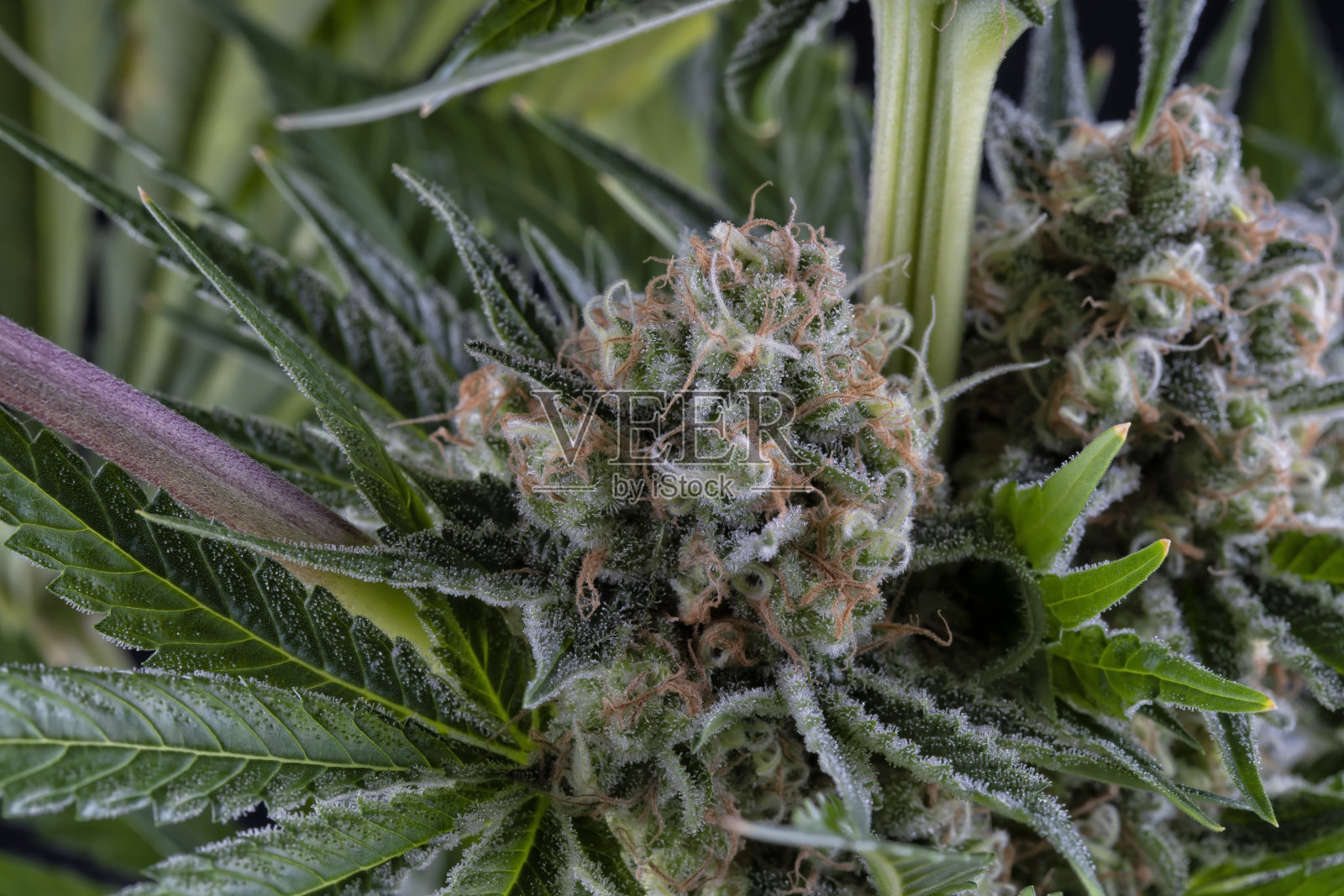 详细的焦糖大麻植物开花孤立的黑色照片摄影图片