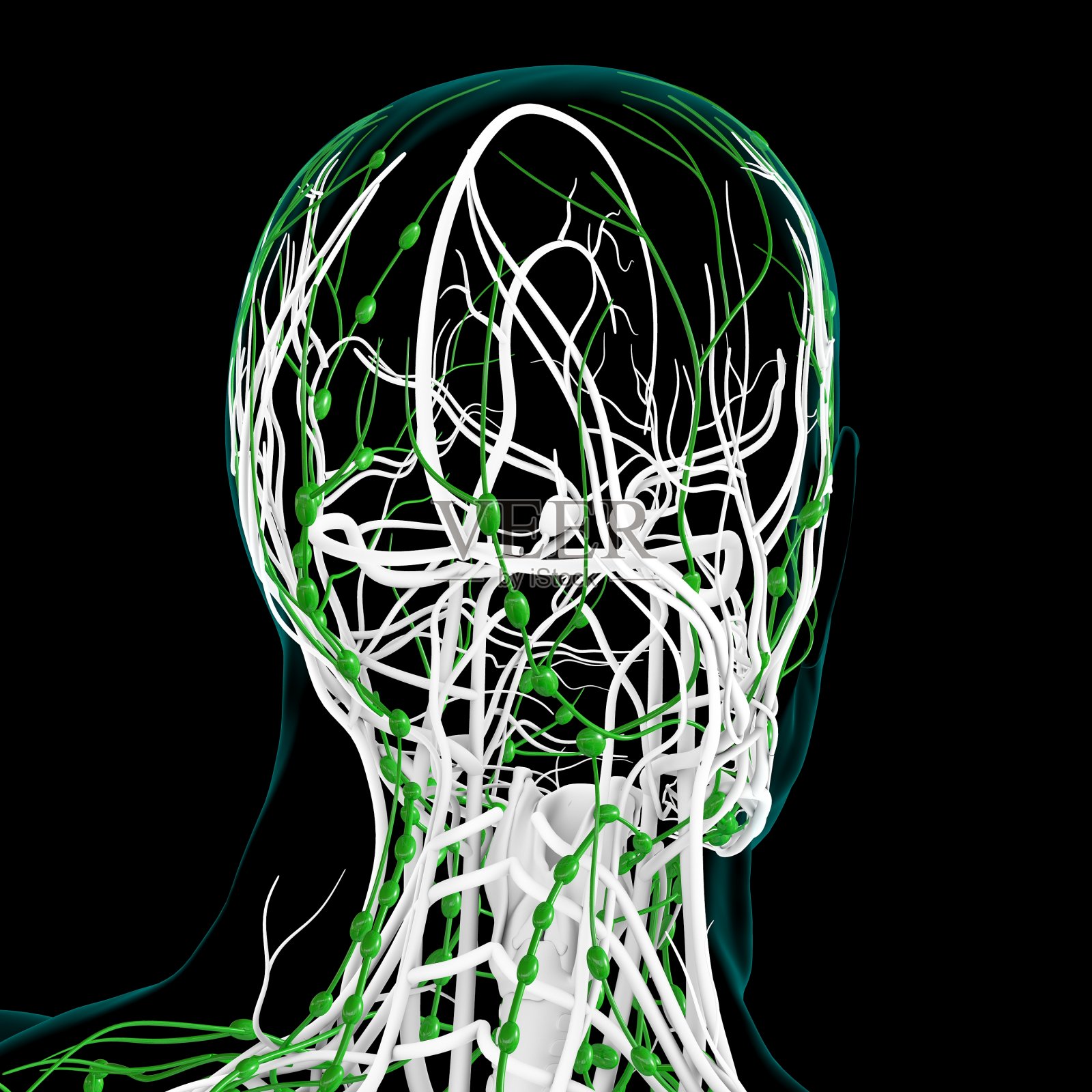 人体淋巴结解剖用于医学概念3D渲染照片摄影图片