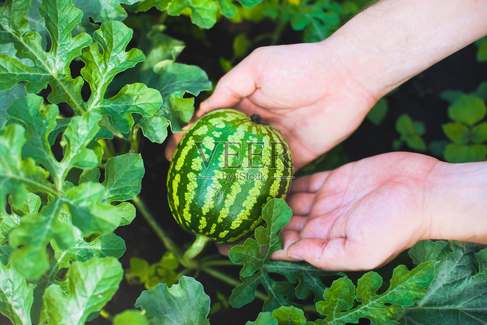 收成。一个小西瓜在夏天的一天。种植西瓜。照片摄影图片