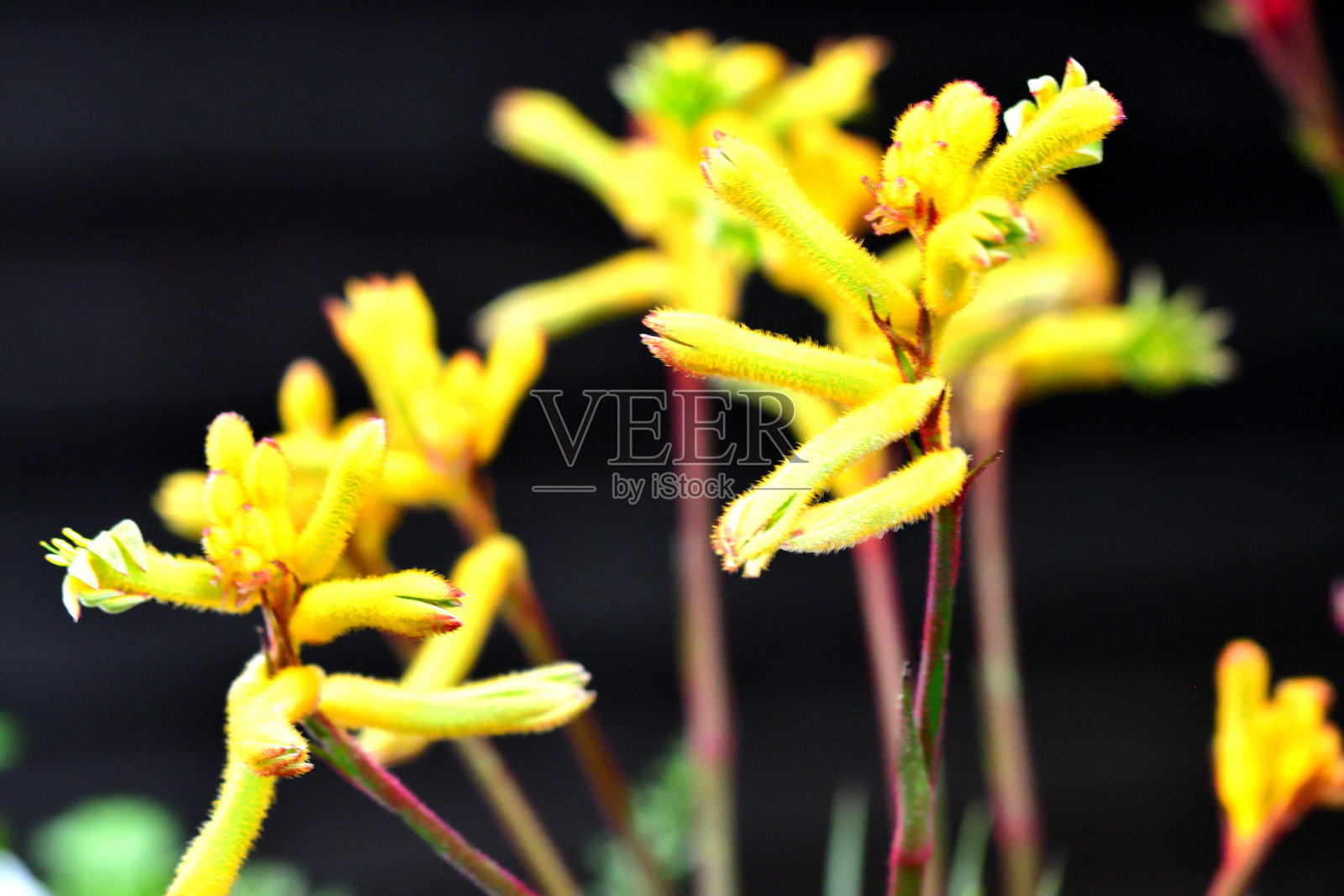 袋鼠爪花照片摄影图片