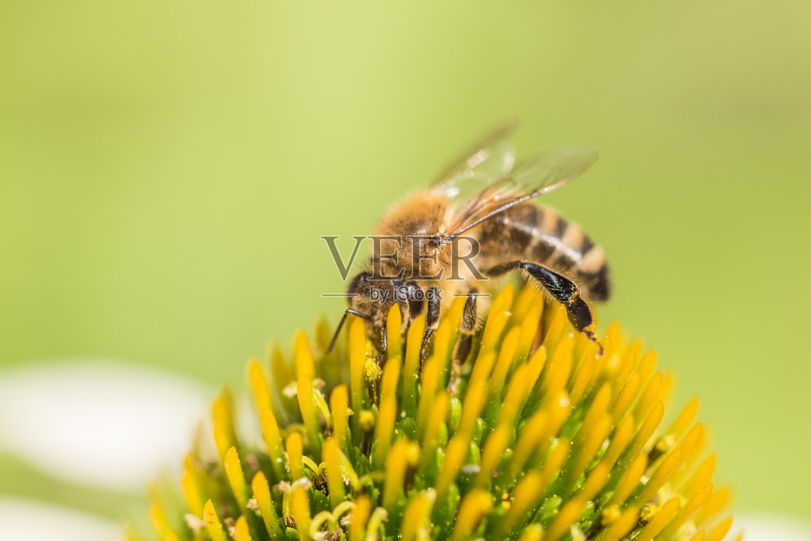 美丽的蜜蜂近距离采集花蜜和花粉照片摄影图片
