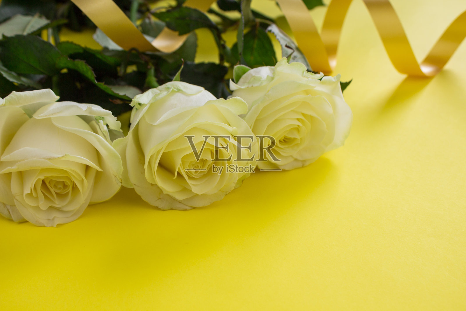 美丽的白玫瑰在花园里盛开。玫瑰花的背景。玫瑰花朵纹理。可爱的玫瑰热带花园里的玫瑰。黄色背景上的白玫瑰。玫瑰花朵图案。玫瑰花束。玫瑰花园。红玫瑰。非常美丽的玫瑰花。sp复制照片摄影图片