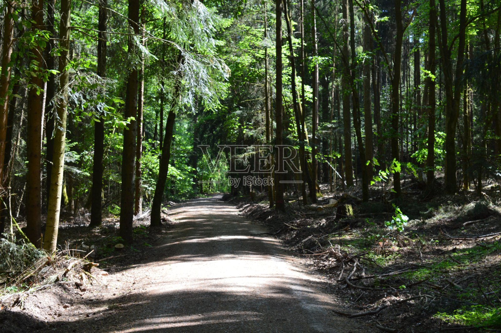 阳光下的森林照片摄影图片