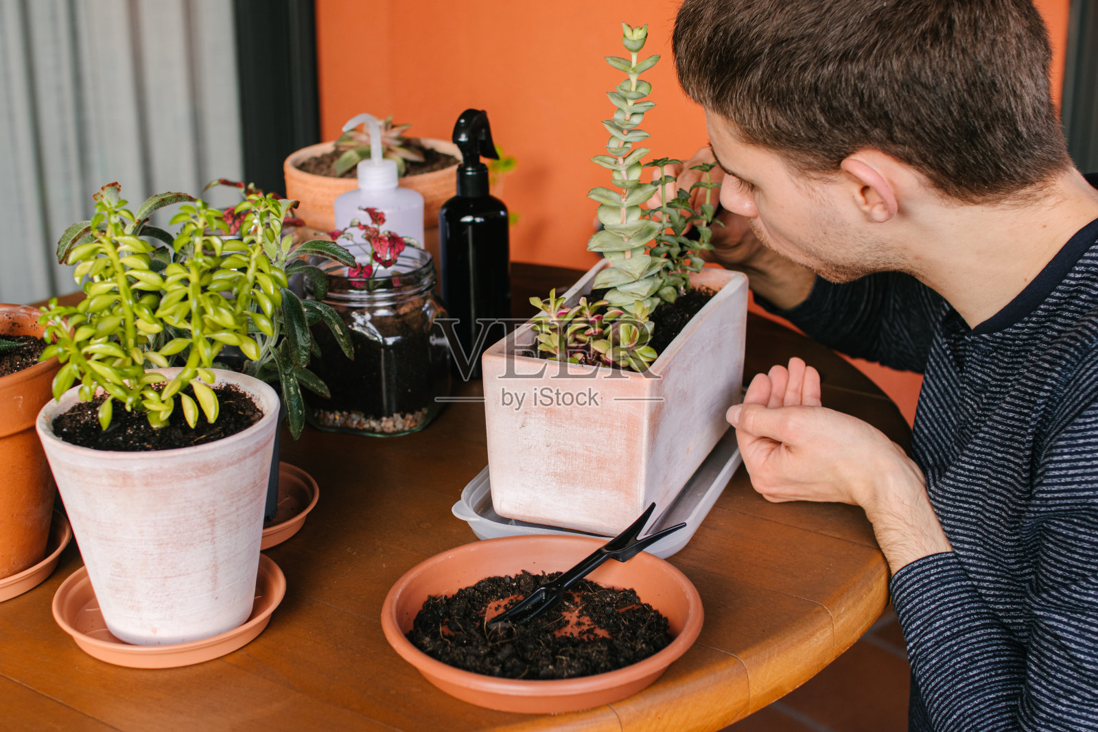 在他的露台上照料植物的年轻人照片摄影图片