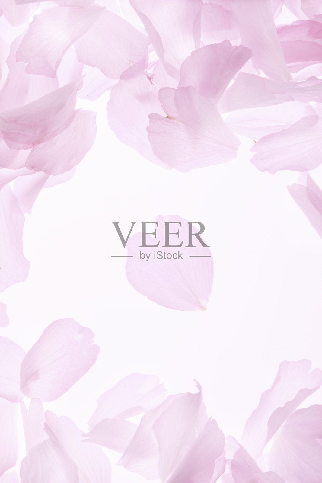 佐藤樱花照片摄影图片