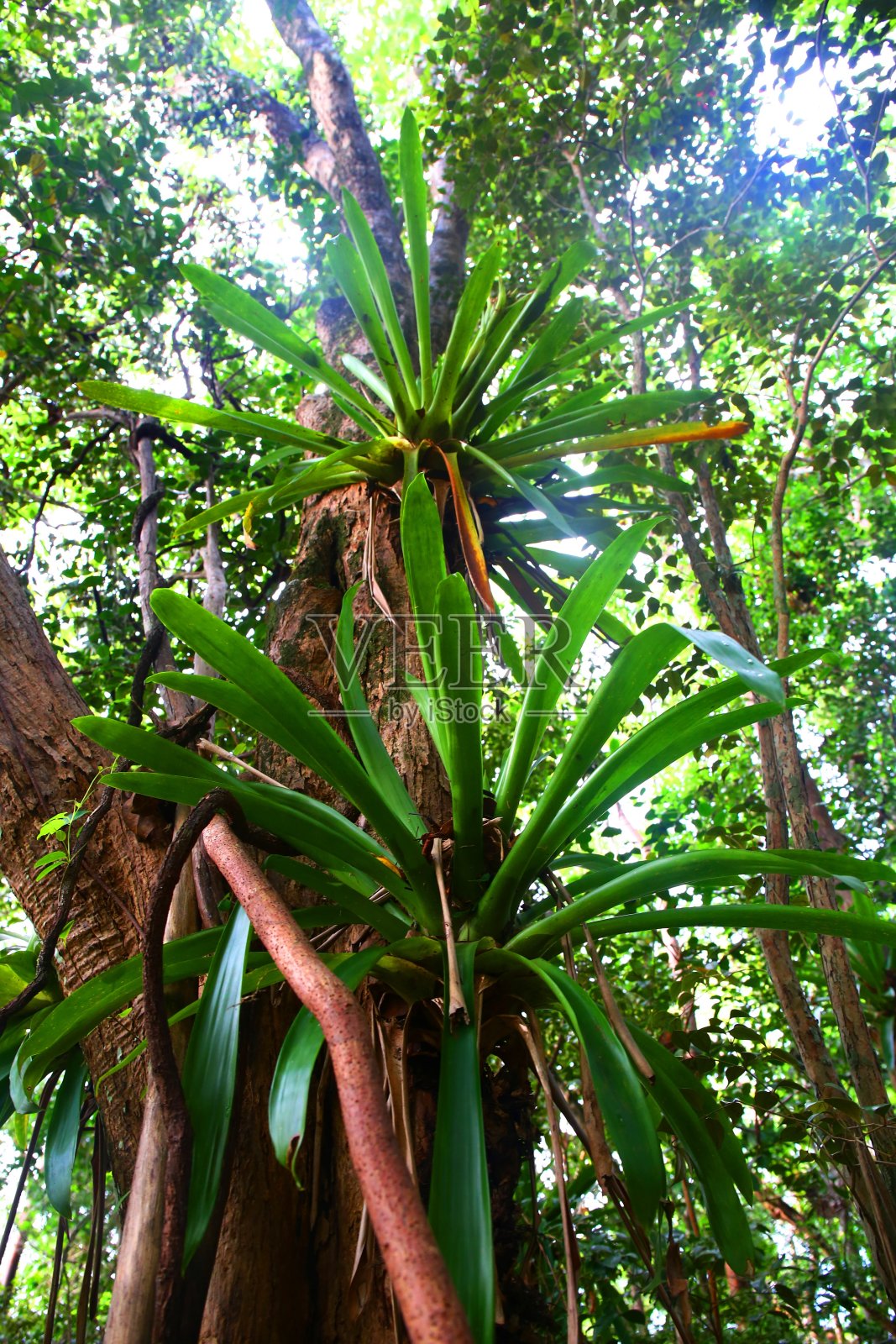 圣卢西亚马里格特湾郁郁葱葱的热带棕榈树照片摄影图片