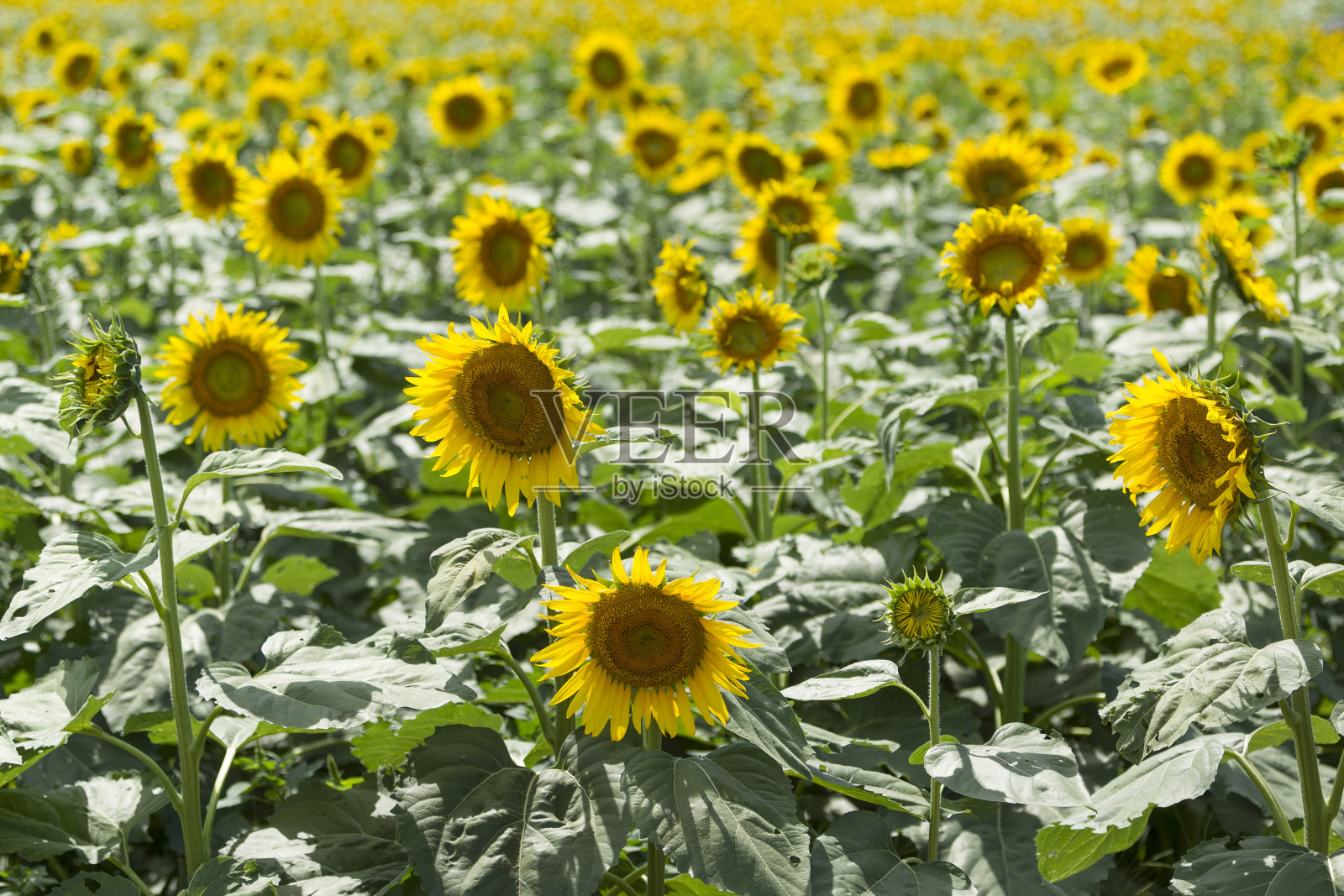 向日葵照片摄影图片