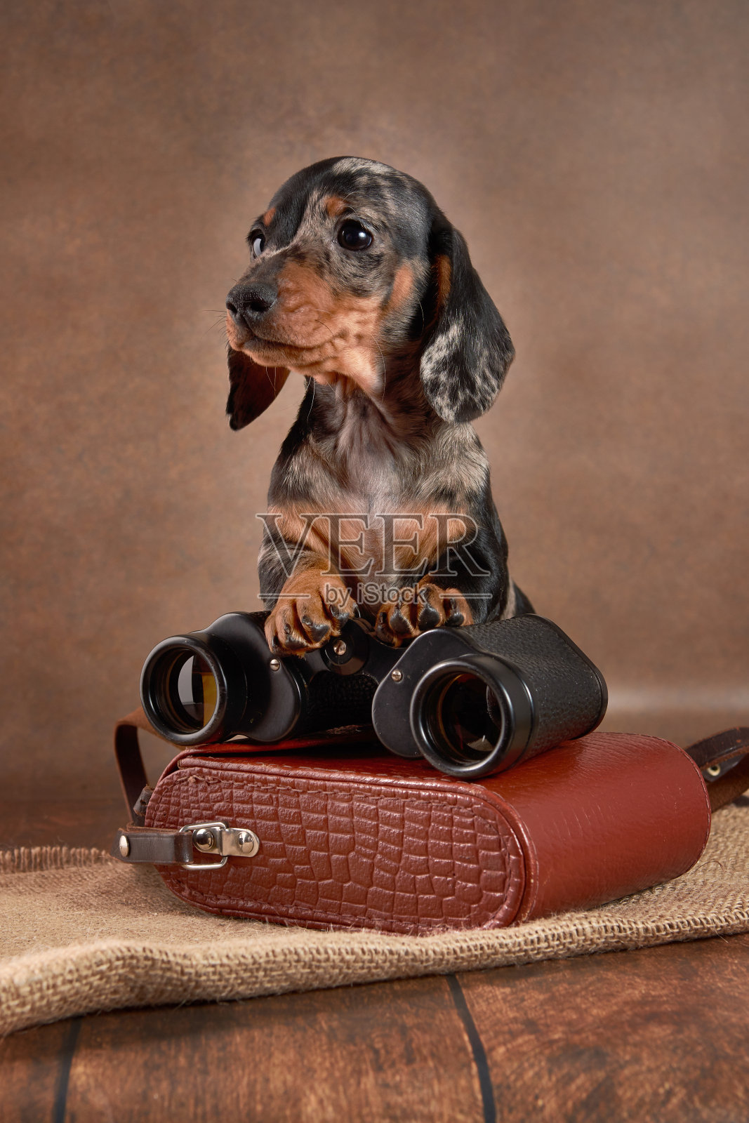 一只可爱的大理石腊肠小狗坐在棕色的背景上,带着望远镜。狩猎的概念照片摄影图片
