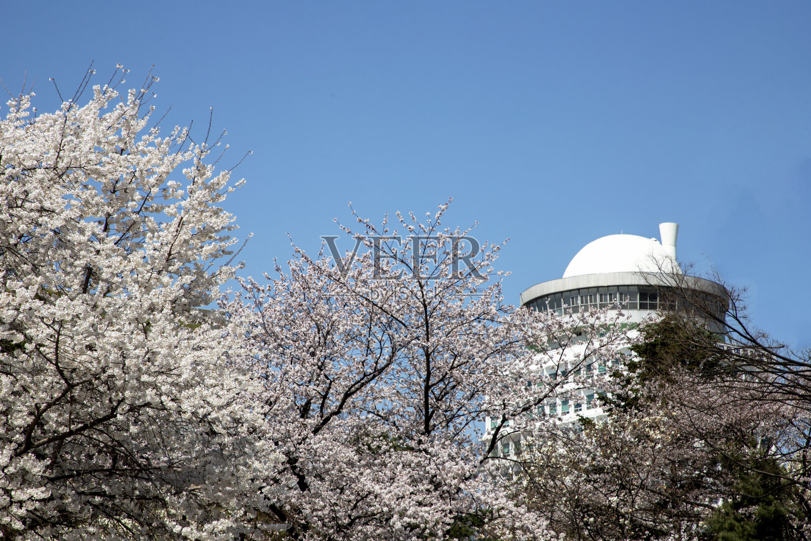 南山杜雷吉尔的樱花照片摄影图片