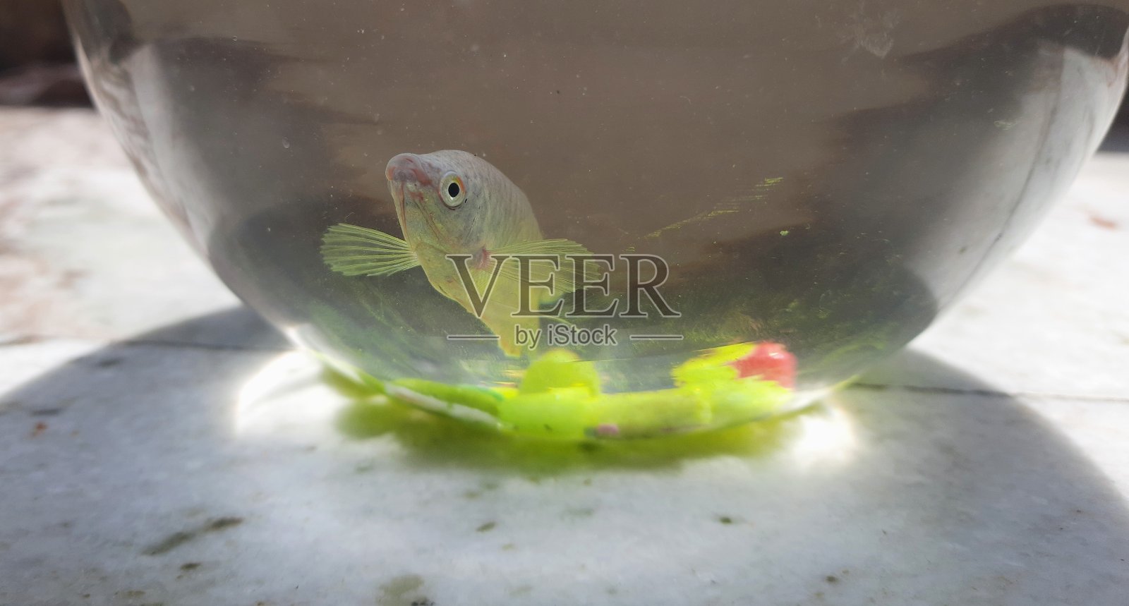 银鱼缸照片摄影图片