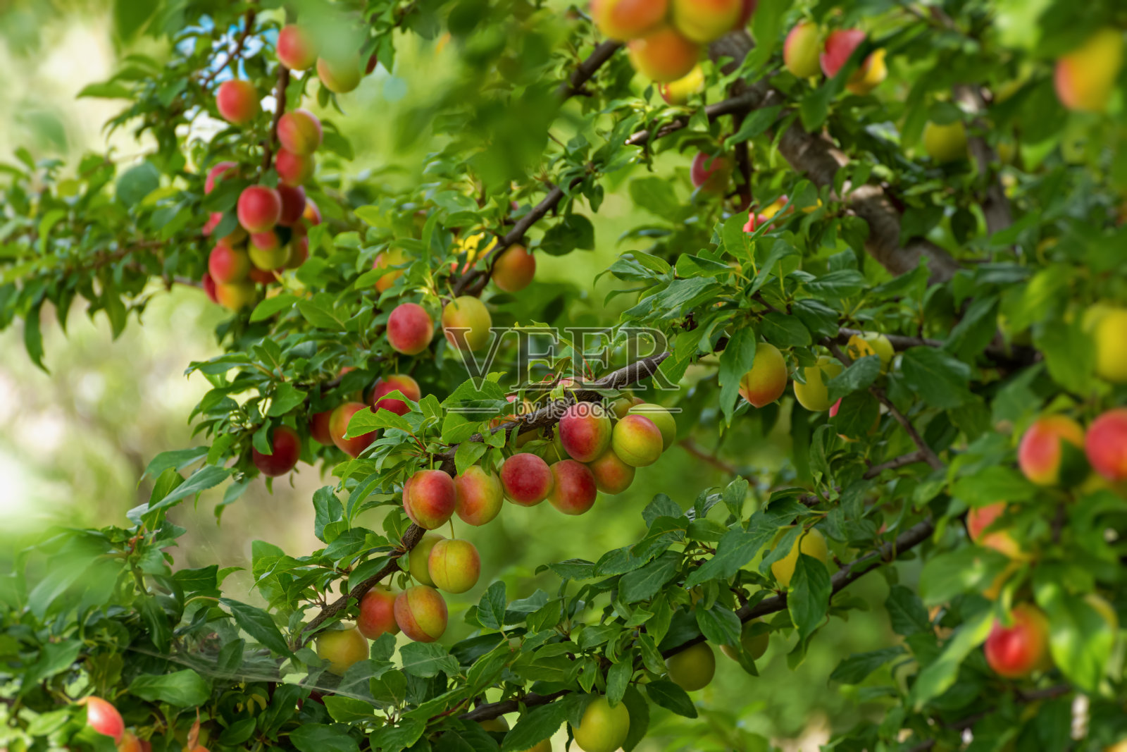 成熟的樱桃李子在树枝上。红黄李子的水果。果园照片摄影图片