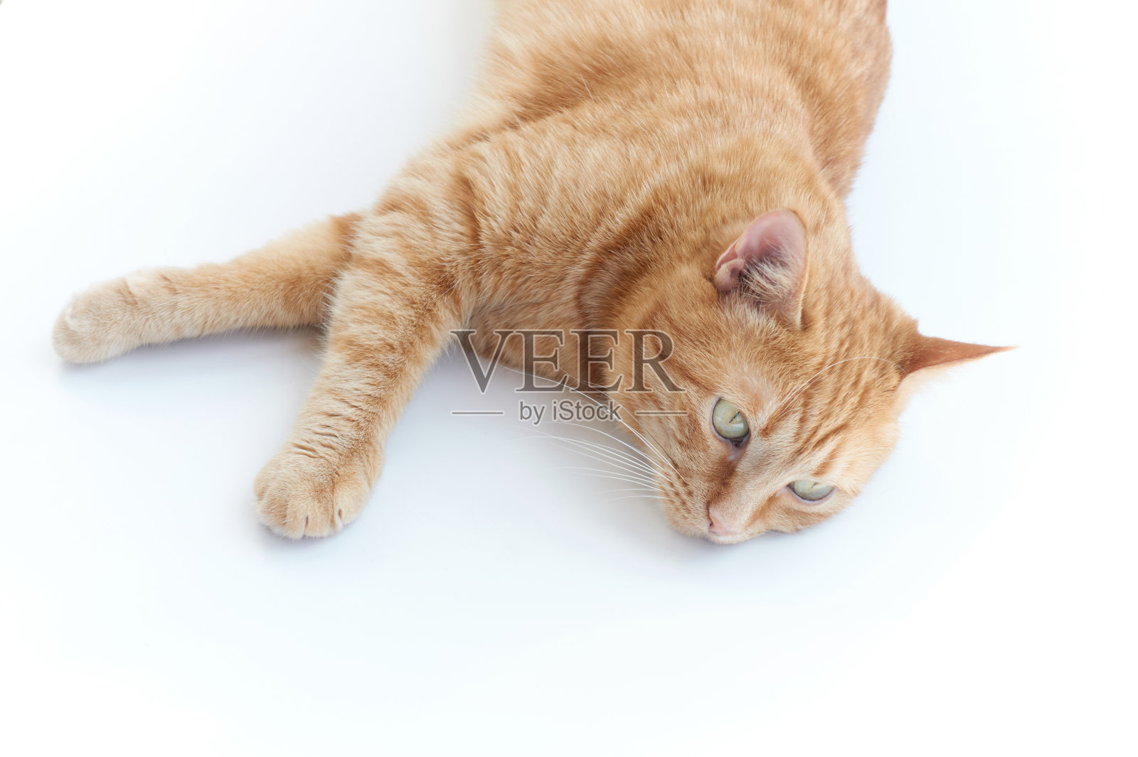 可爱的姜猫孤独的躺在白色放松照片摄影图片