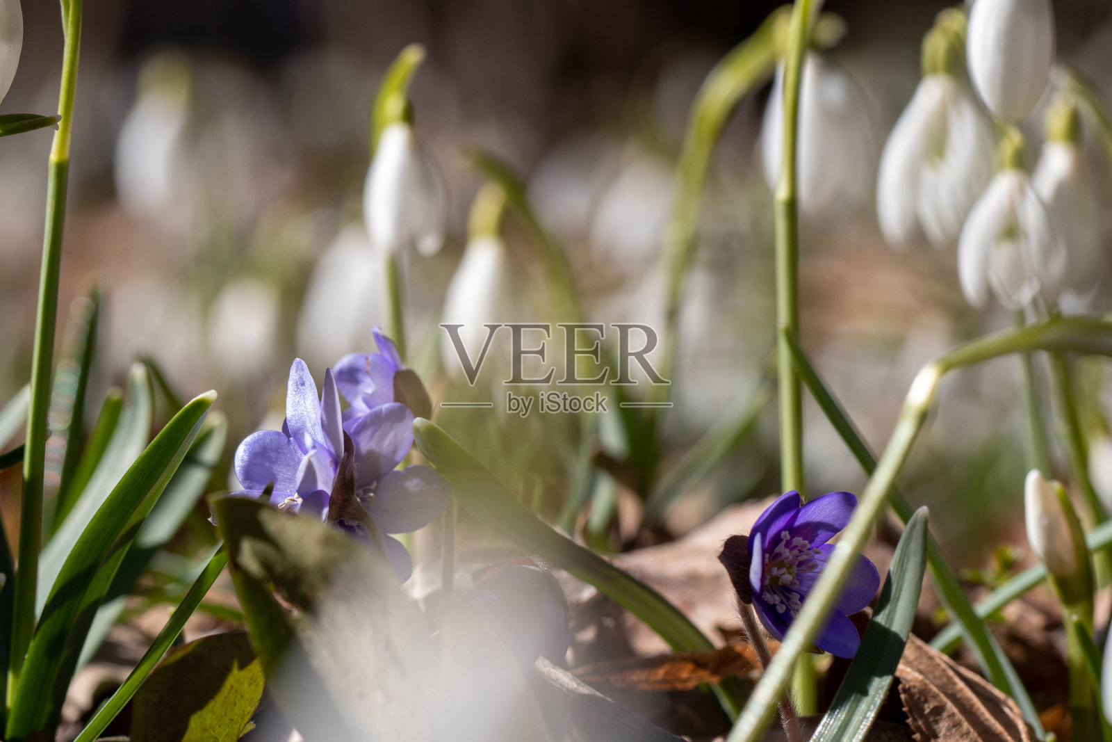 春天的雪花莲花照片摄影图片