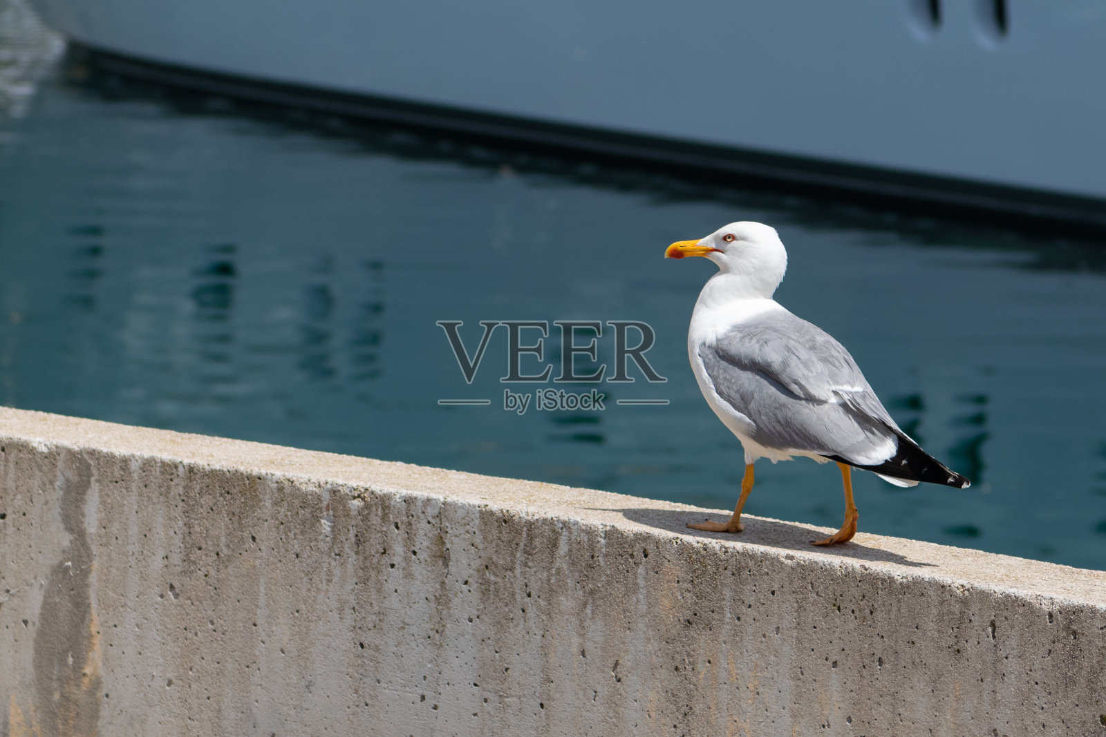 海鸥散步照片摄影图片