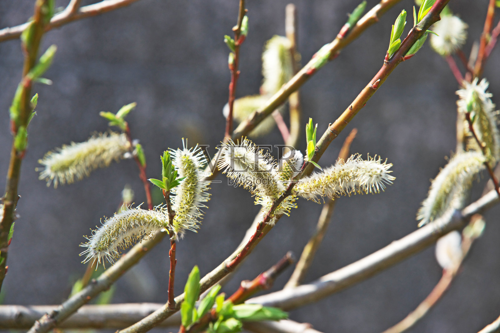 猫柳照片摄影图片