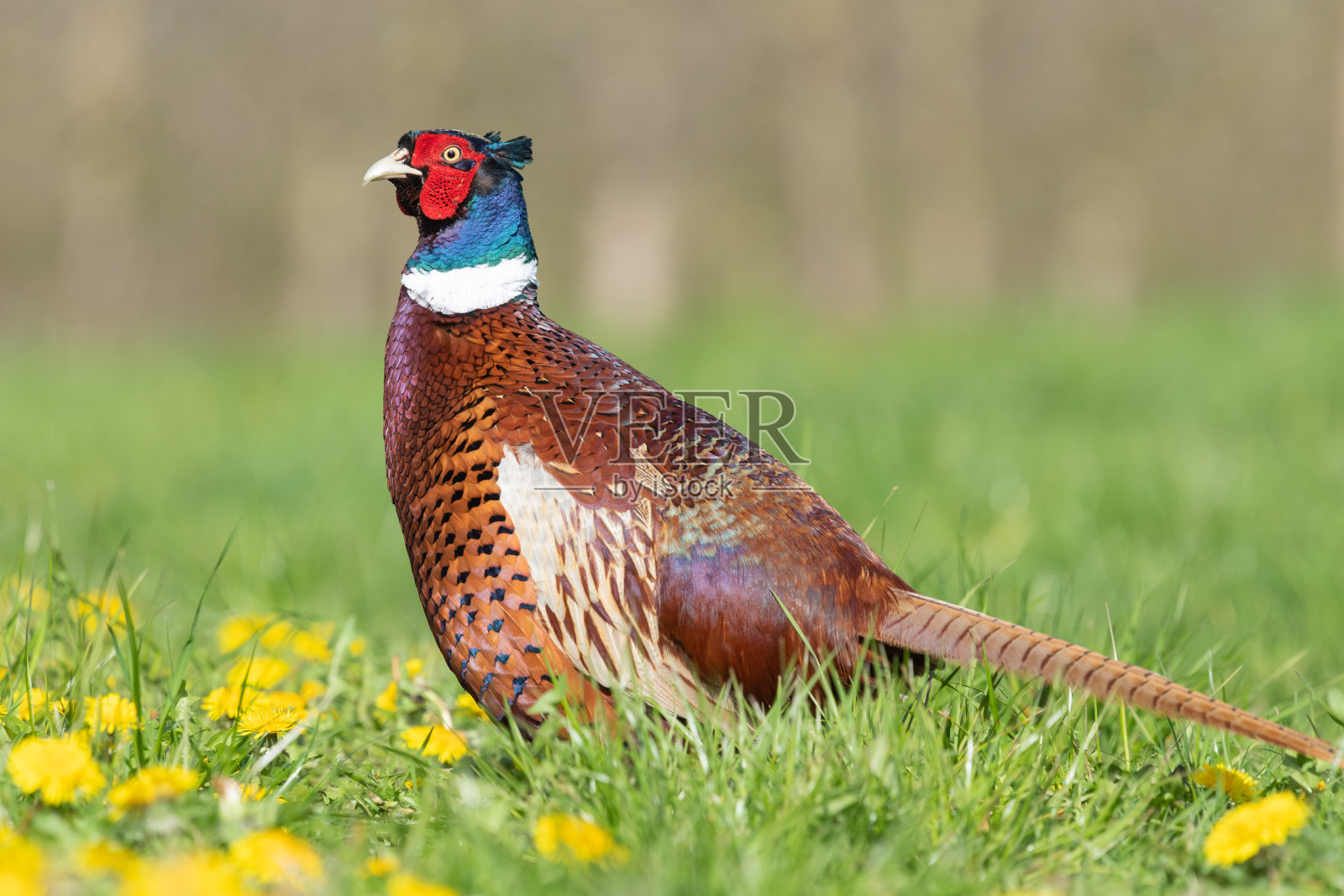 普通雉照片摄影图片