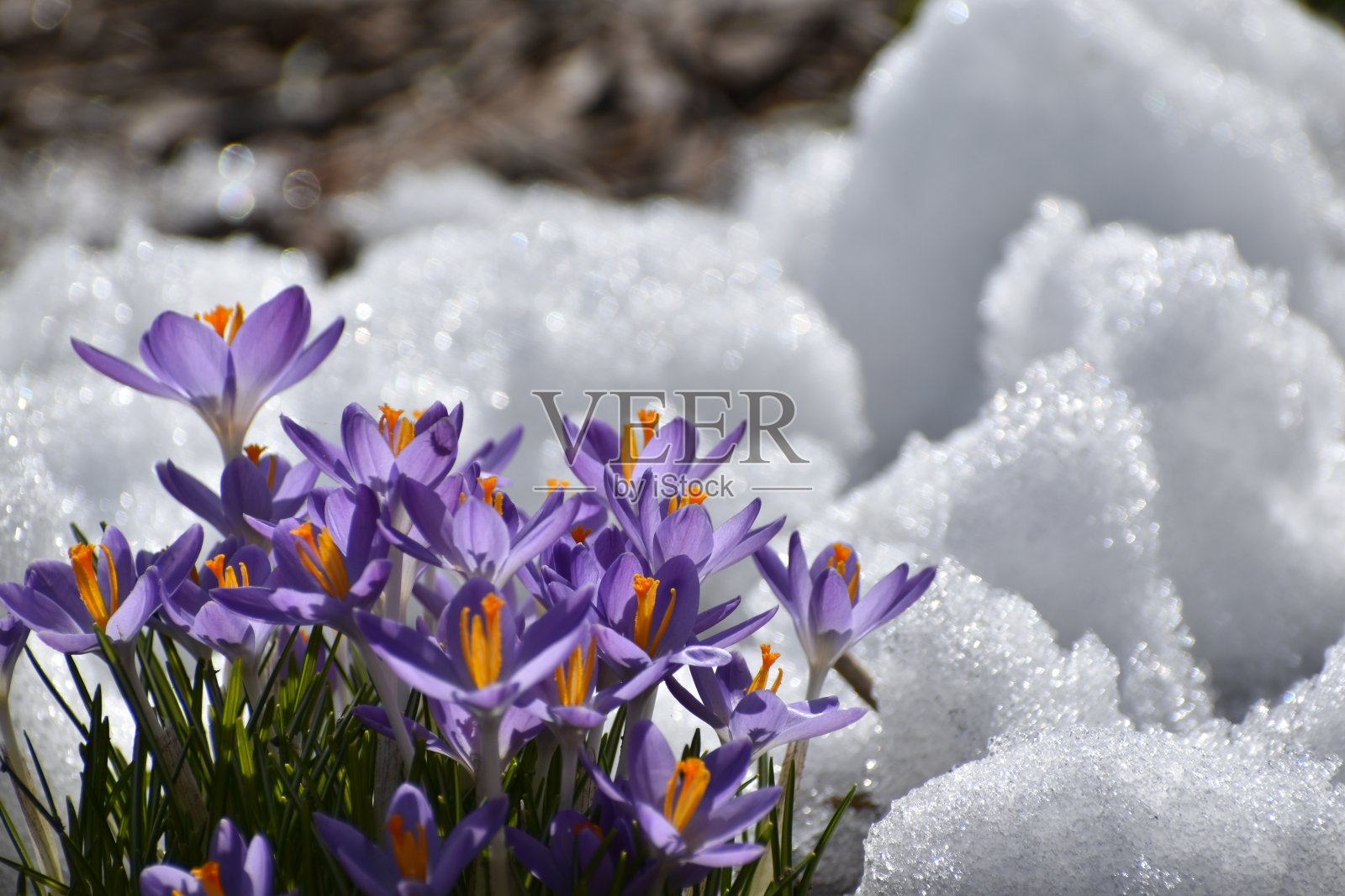 藏红花在春天开花照片摄影图片
