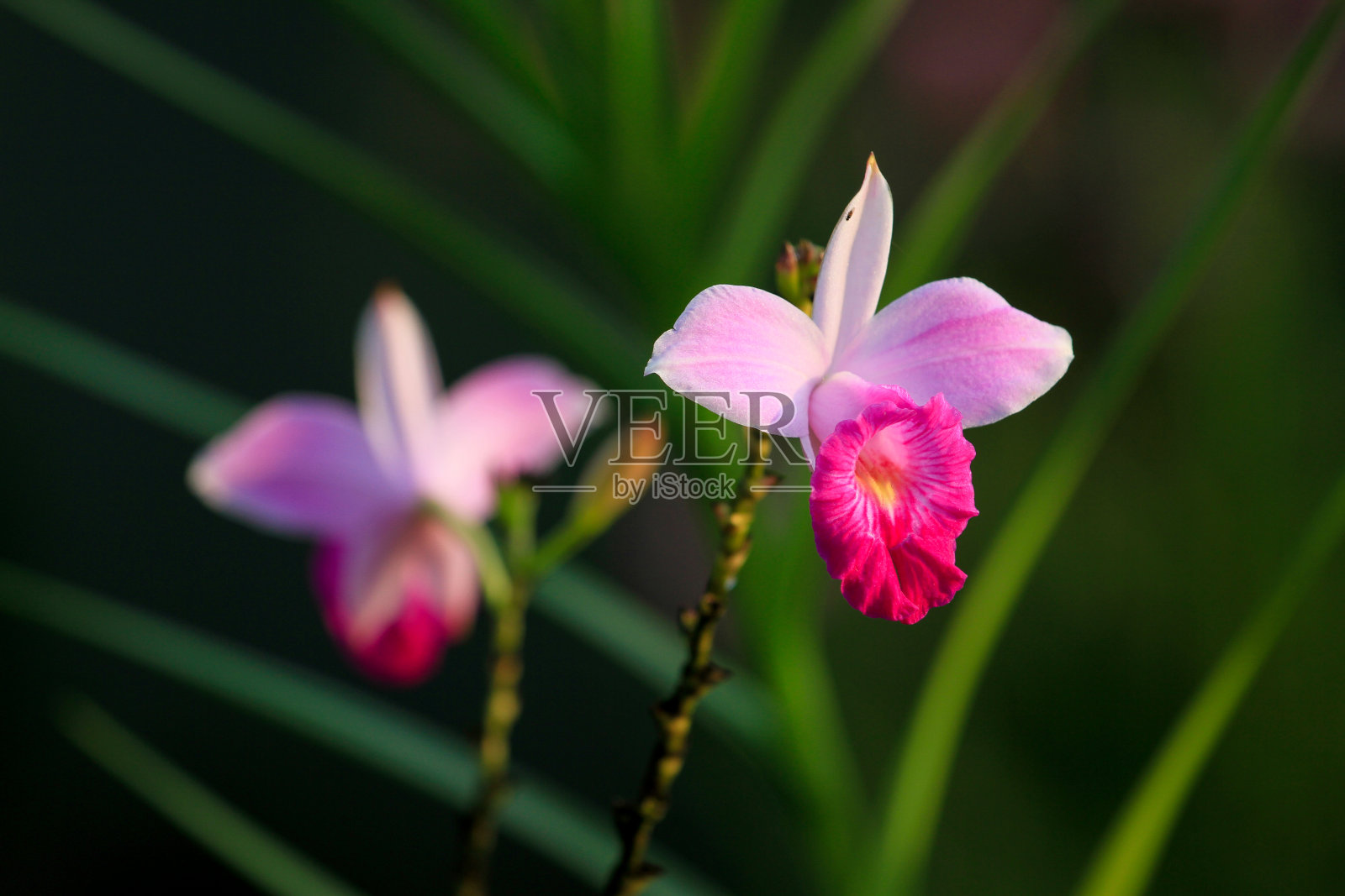 粉红色兰花的特写照片摄影图片