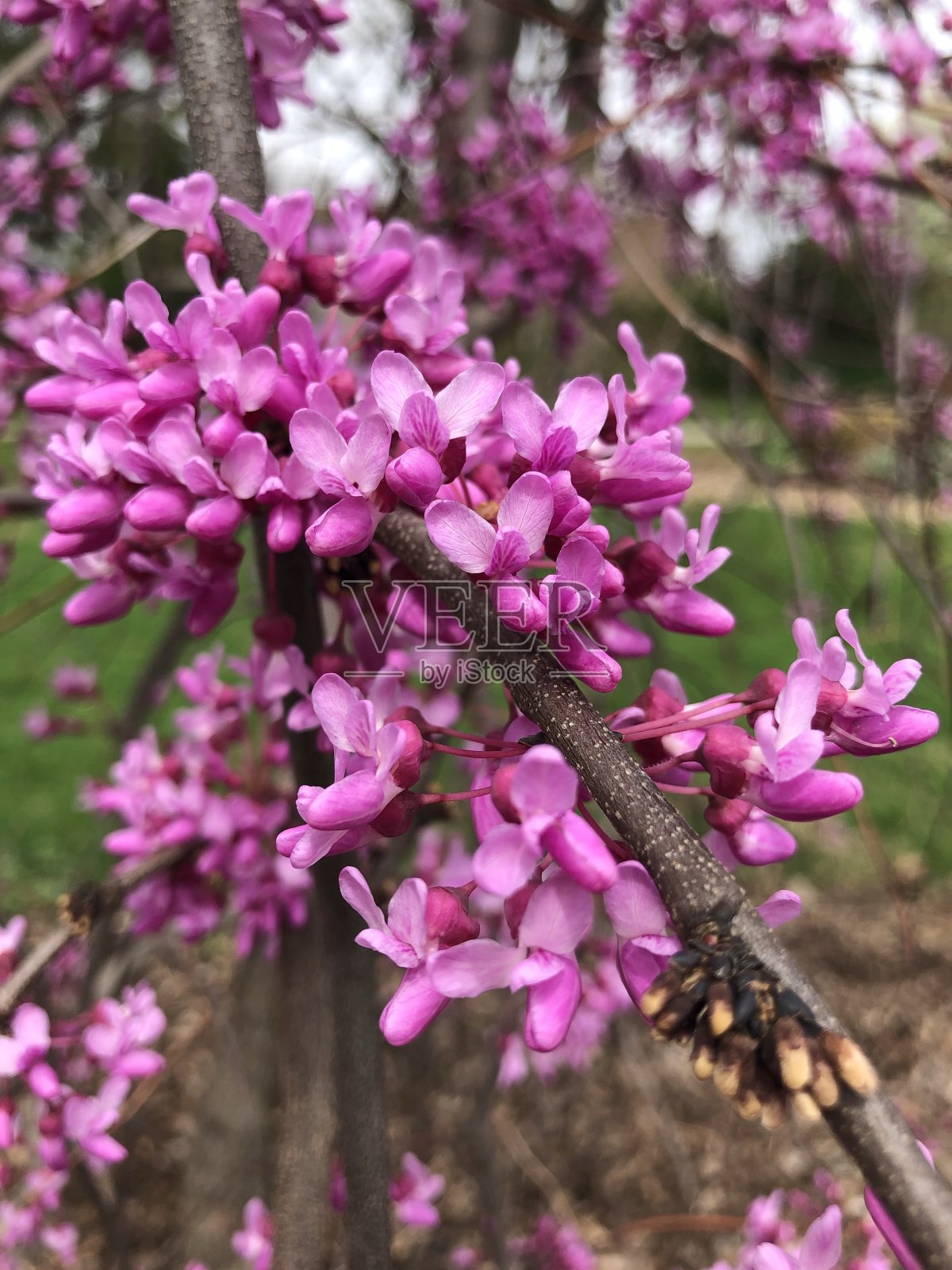 春季花香照片摄影图片