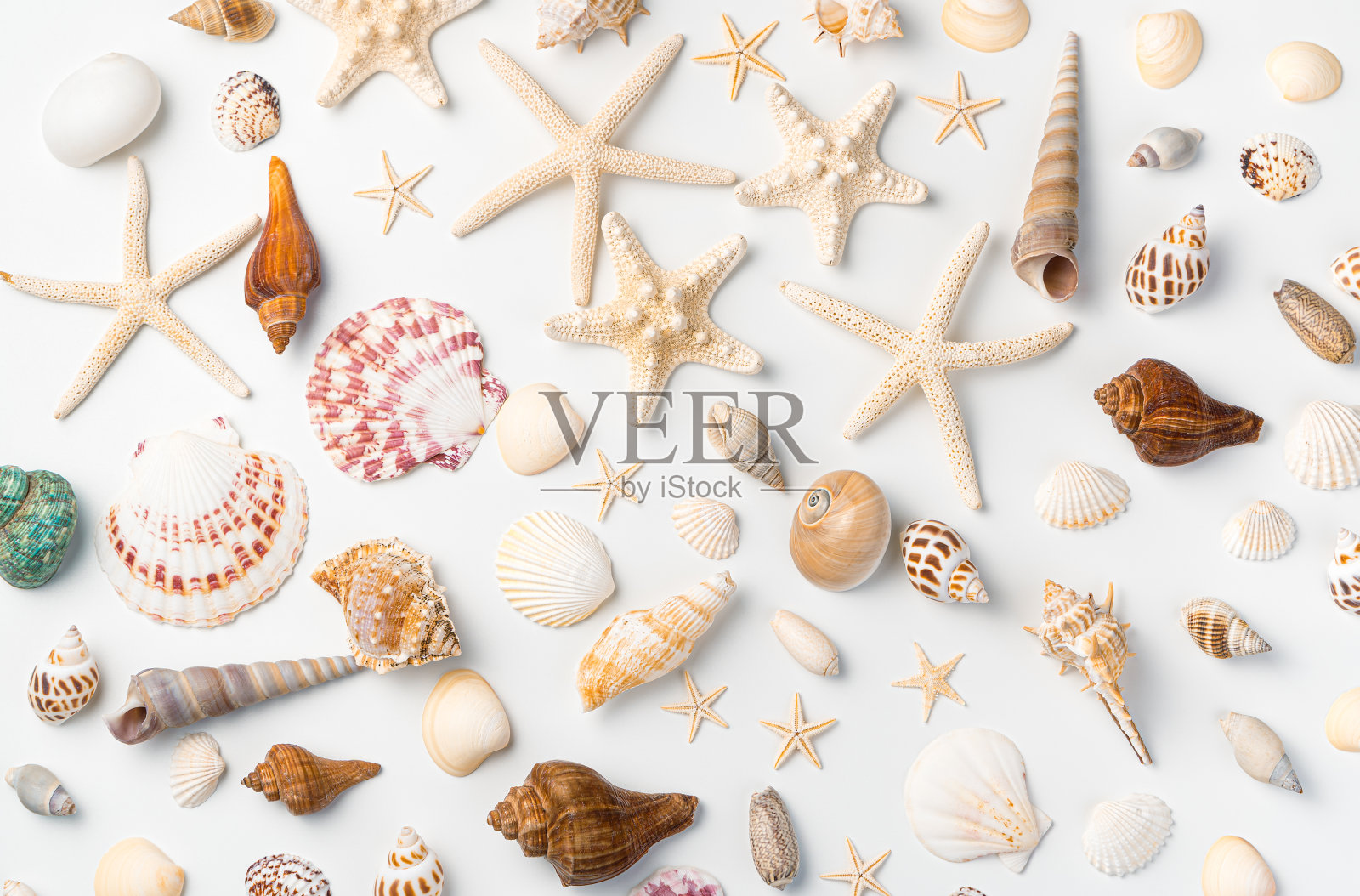 各种各样的海星和各种各样的贝壳被随机地摆放在一个明亮的背景上照片摄影图片