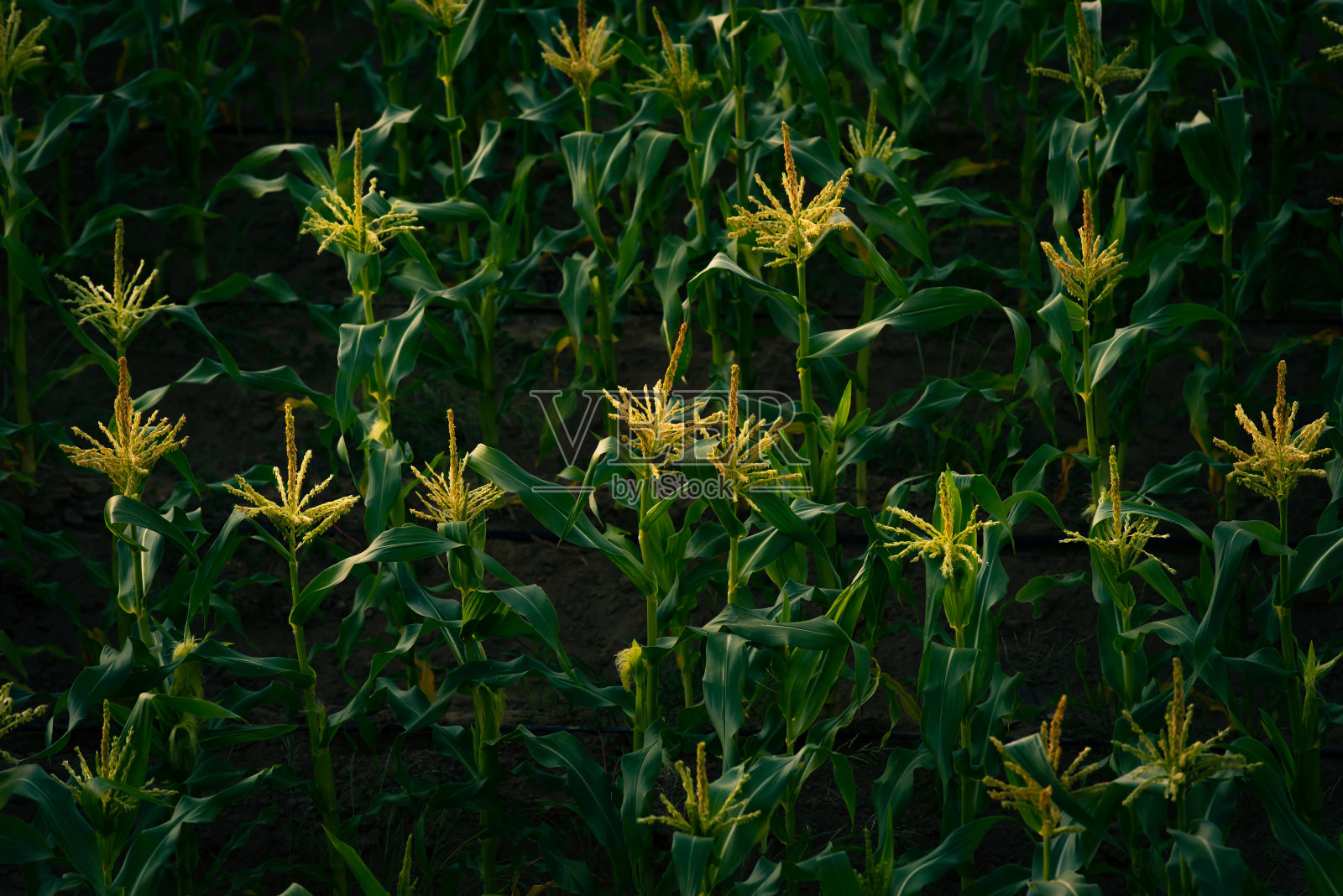 这是玉米地的景色。绿色的玉米田。田间植物的概念。玉米田照片摄影图片