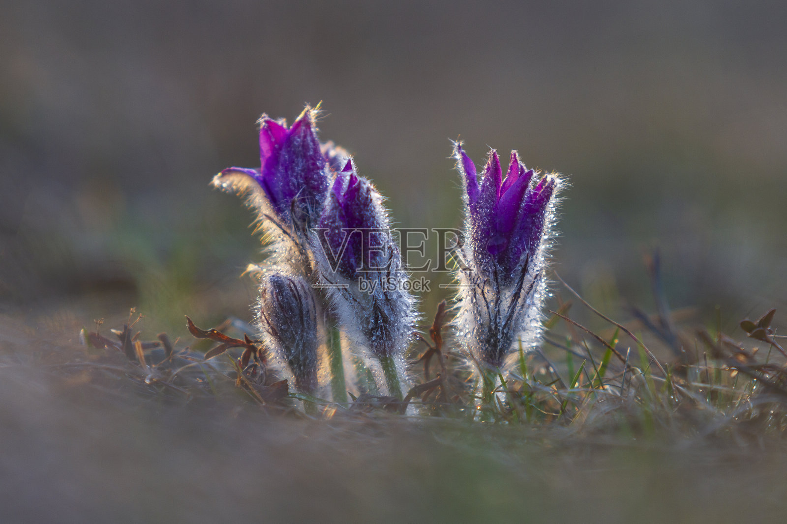 白头翁在春天的田野上开着花。照片白头翁与漂亮的散焦照片摄影图片